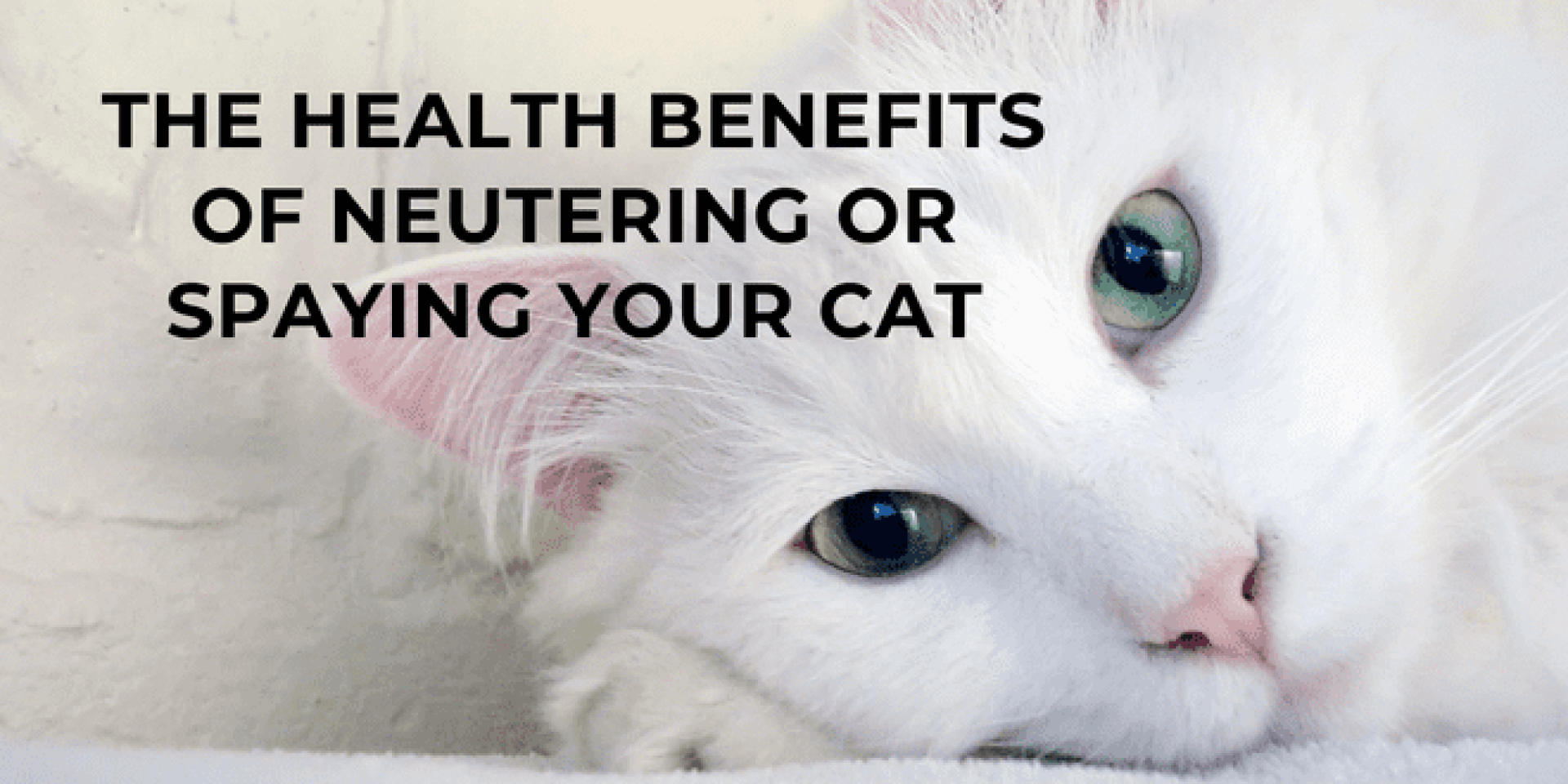 Os benefícios de saúde de castigar ou esterilizar seu gato Os benefícios de saúde de castigar ou esterilizar seu gato