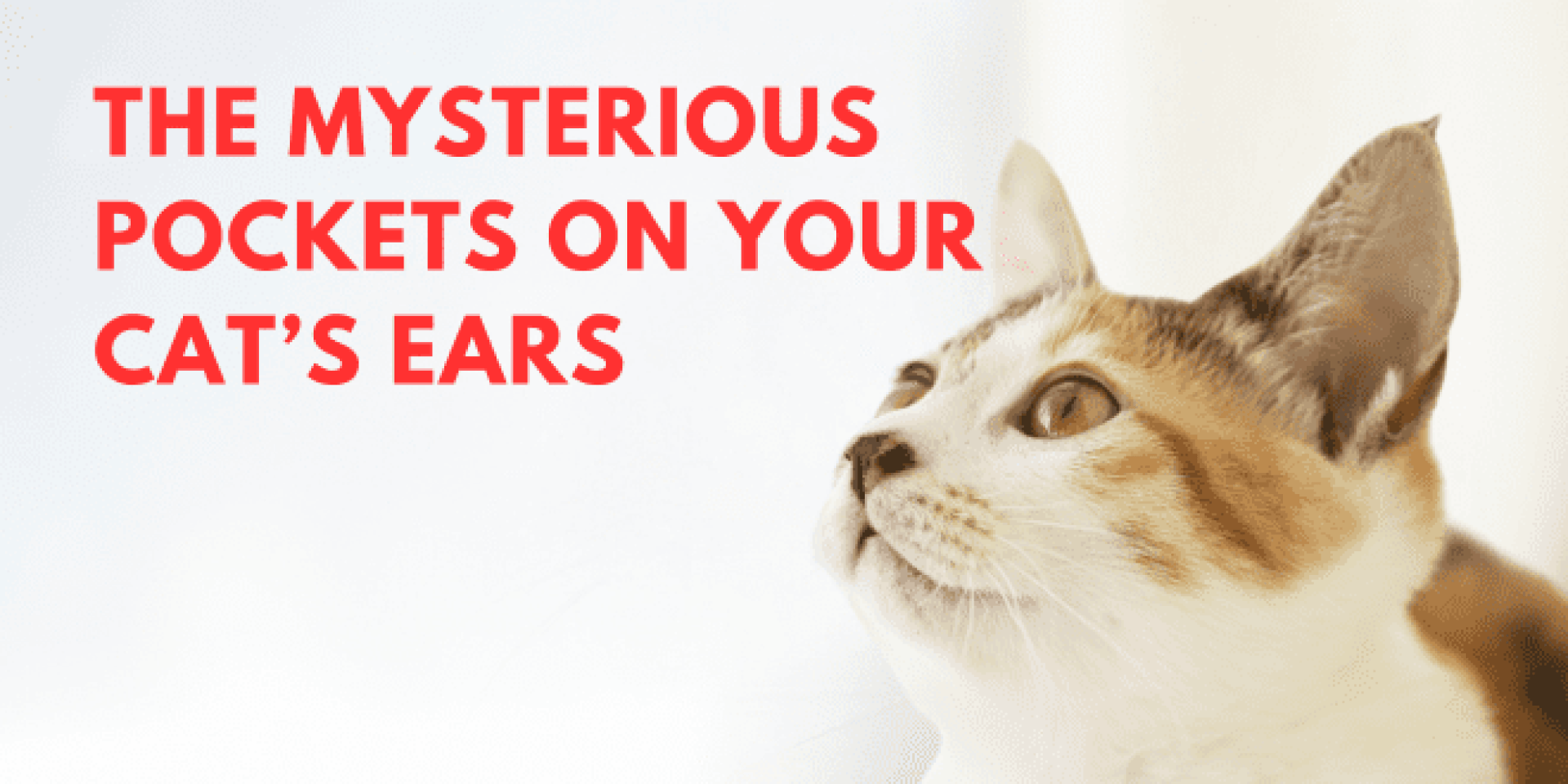 Os bolsos misteriosos nas orelhas do seu gato Os bolsos misteriosos nas orelhas do seu gato