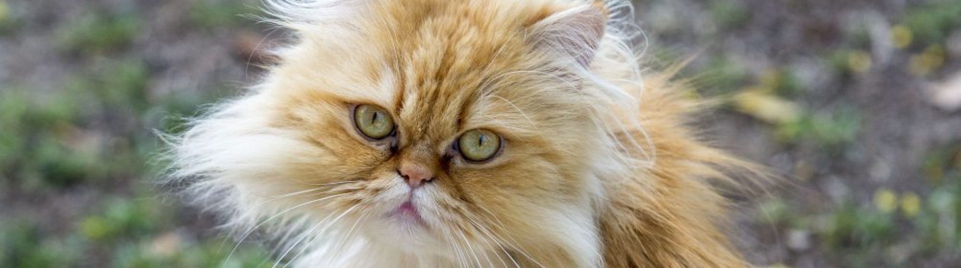 Olhos verdes e sopa de galinha % Olhos verdes e sopa de galinha %