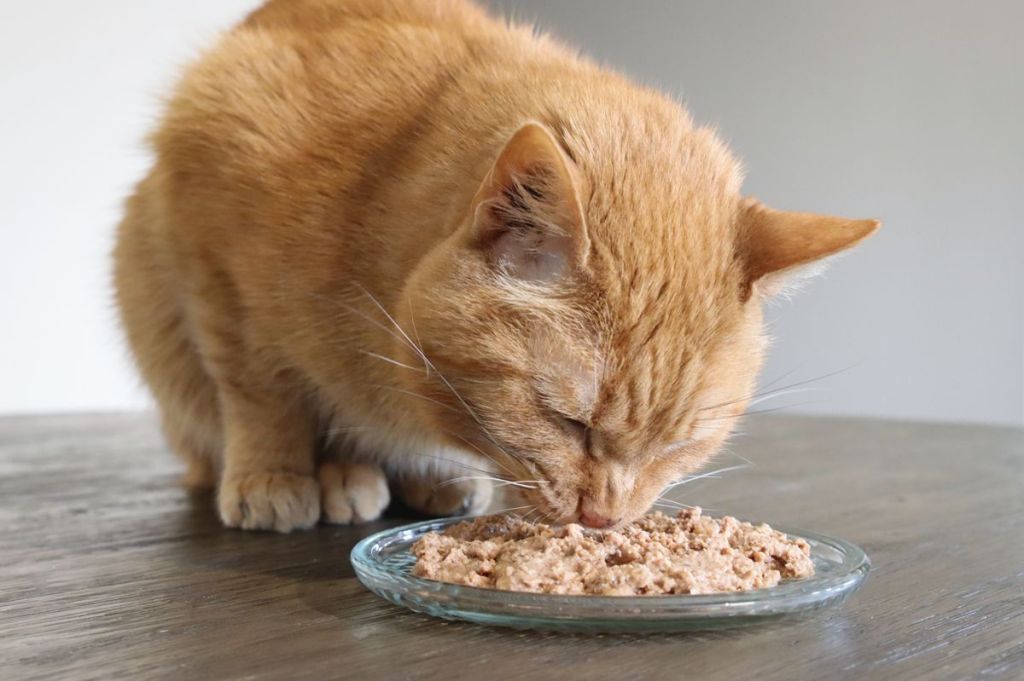 Guia dos pais de um gato para prebióticos para gatos Guia dos pais de um gato para prebióticos para gatos