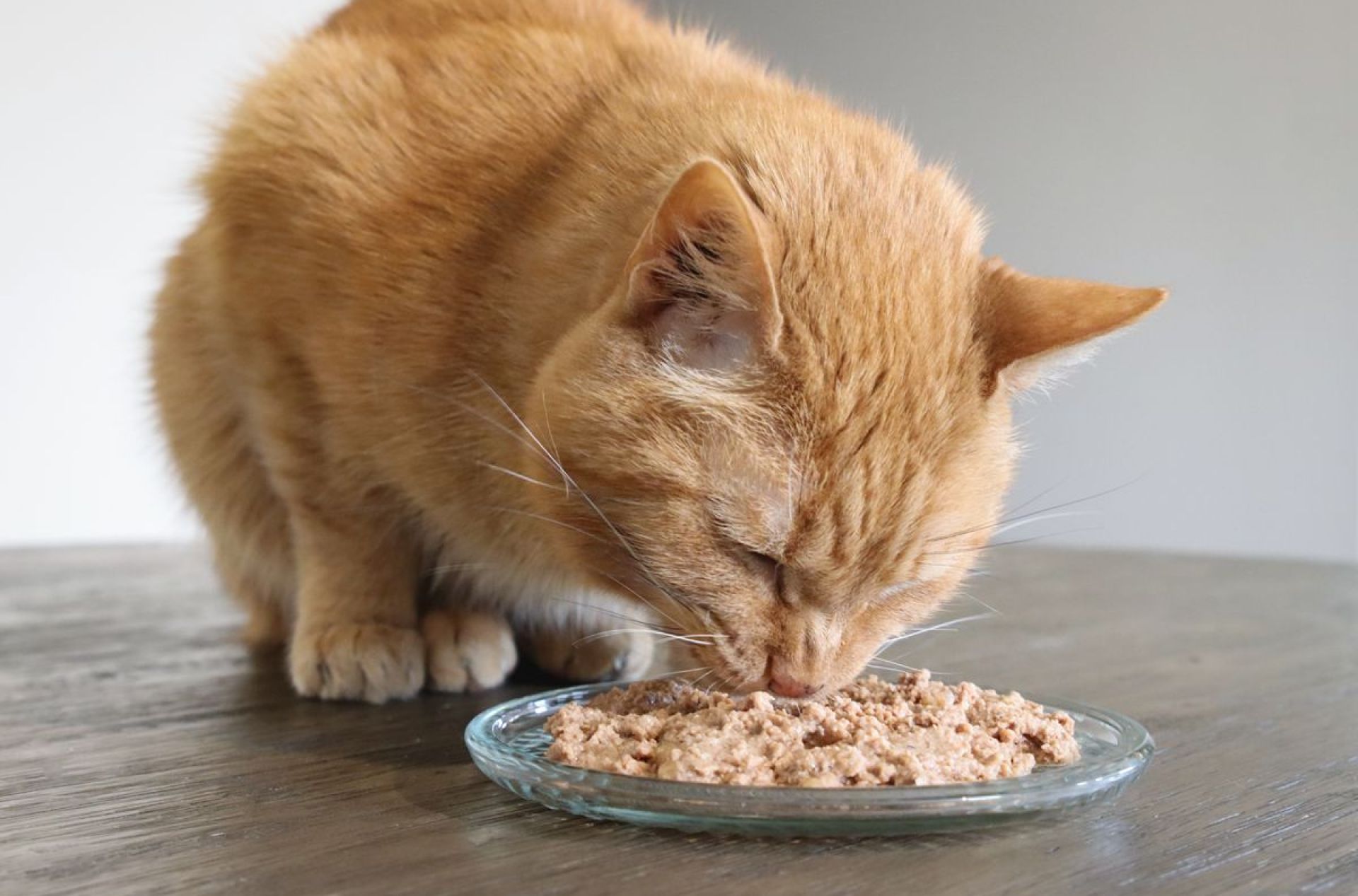 Guia dos pais de um gato para prebióticos para gatos Guia dos pais de um gato para prebióticos para gatos