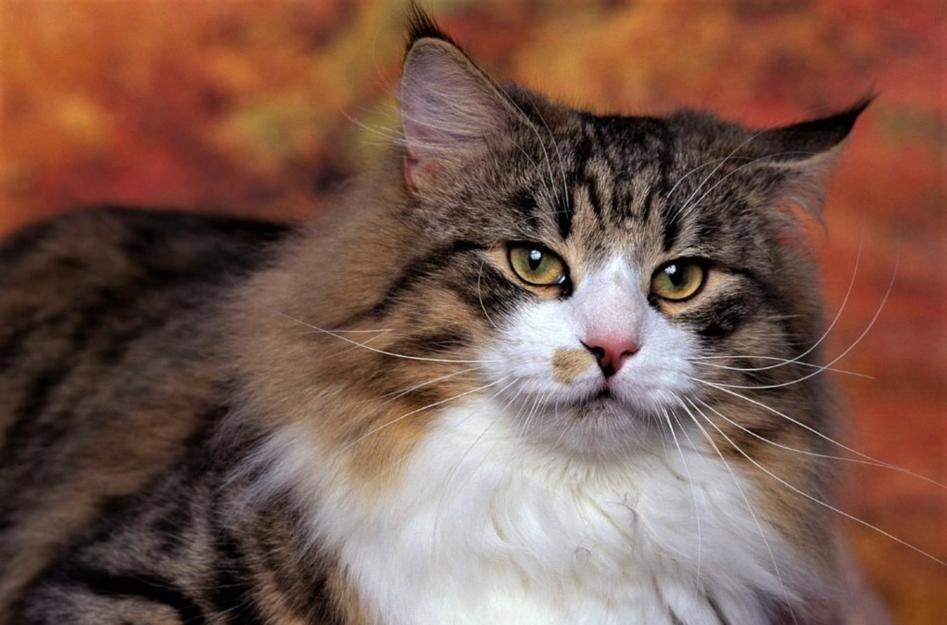 Problemas oculares de gatos causas, sintompos e tratamento | Catsventure Problemas oculares de gatos causas, sintompos e tratamento | Catsventure