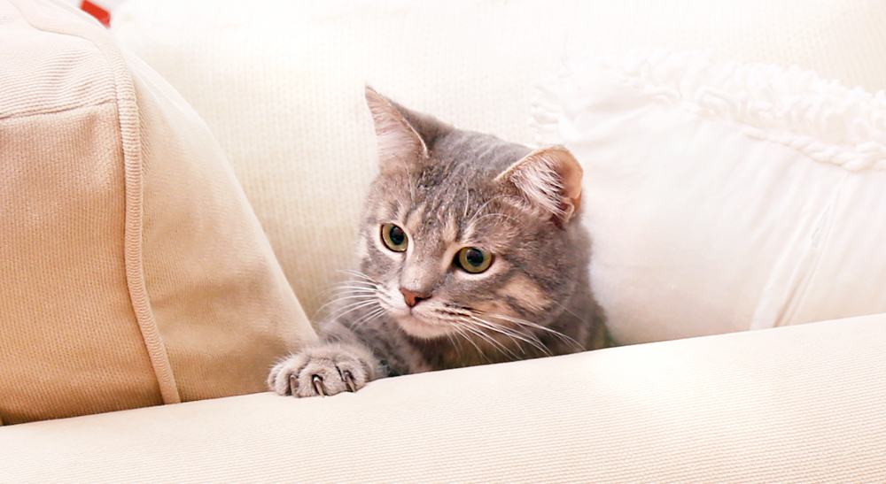 Como impedir os gatos de arranhar móveis Como impedir os gatos de arranhar móveis