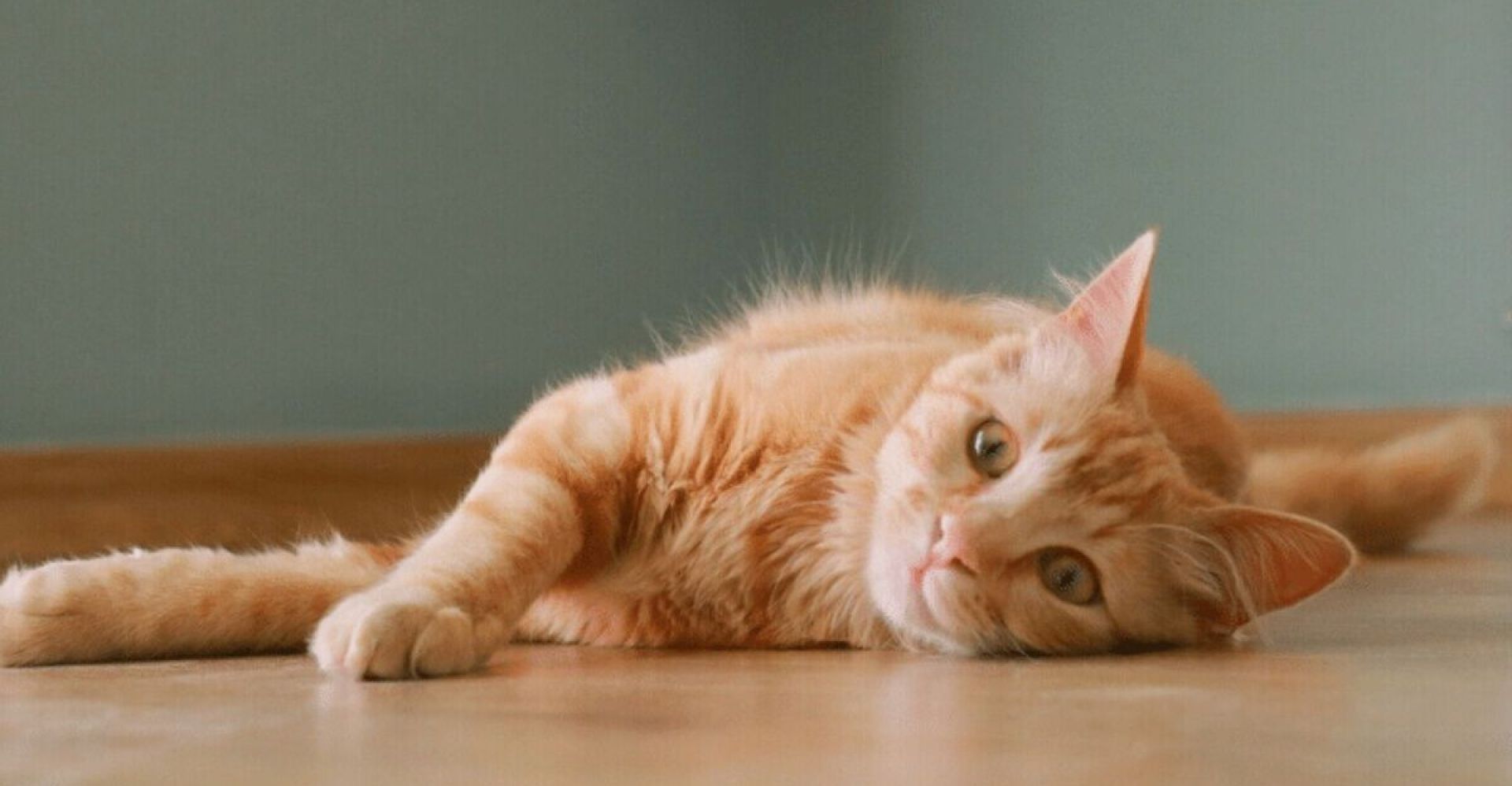 Laxativo para gatos | Sintomas e tratamentos de constipação Laxativo para gatos | Sintomas e tratamentos de constipação