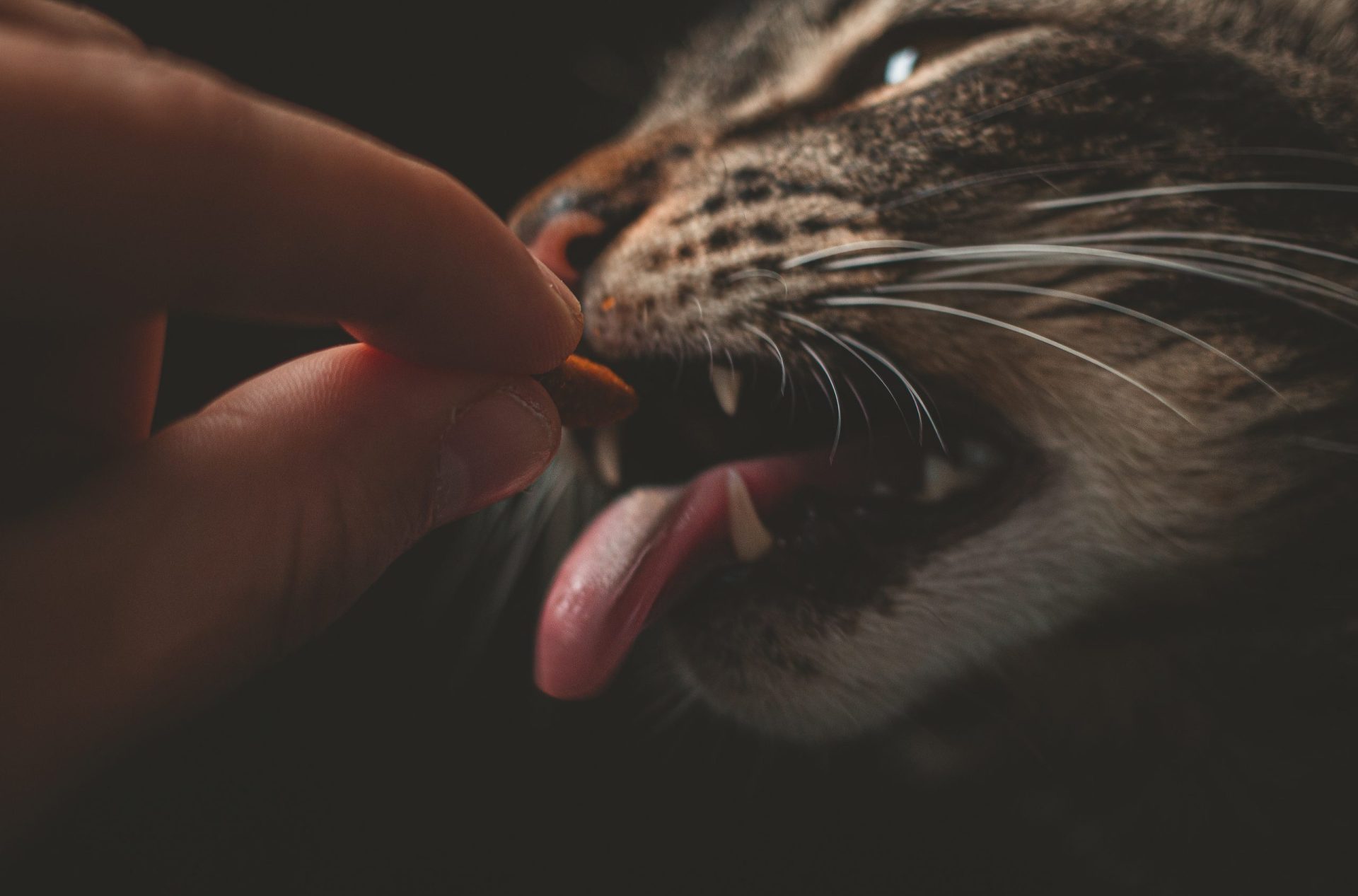 Comida de gato de alta caloria – o melhor guia Comida de gato de alta caloria – o melhor guia