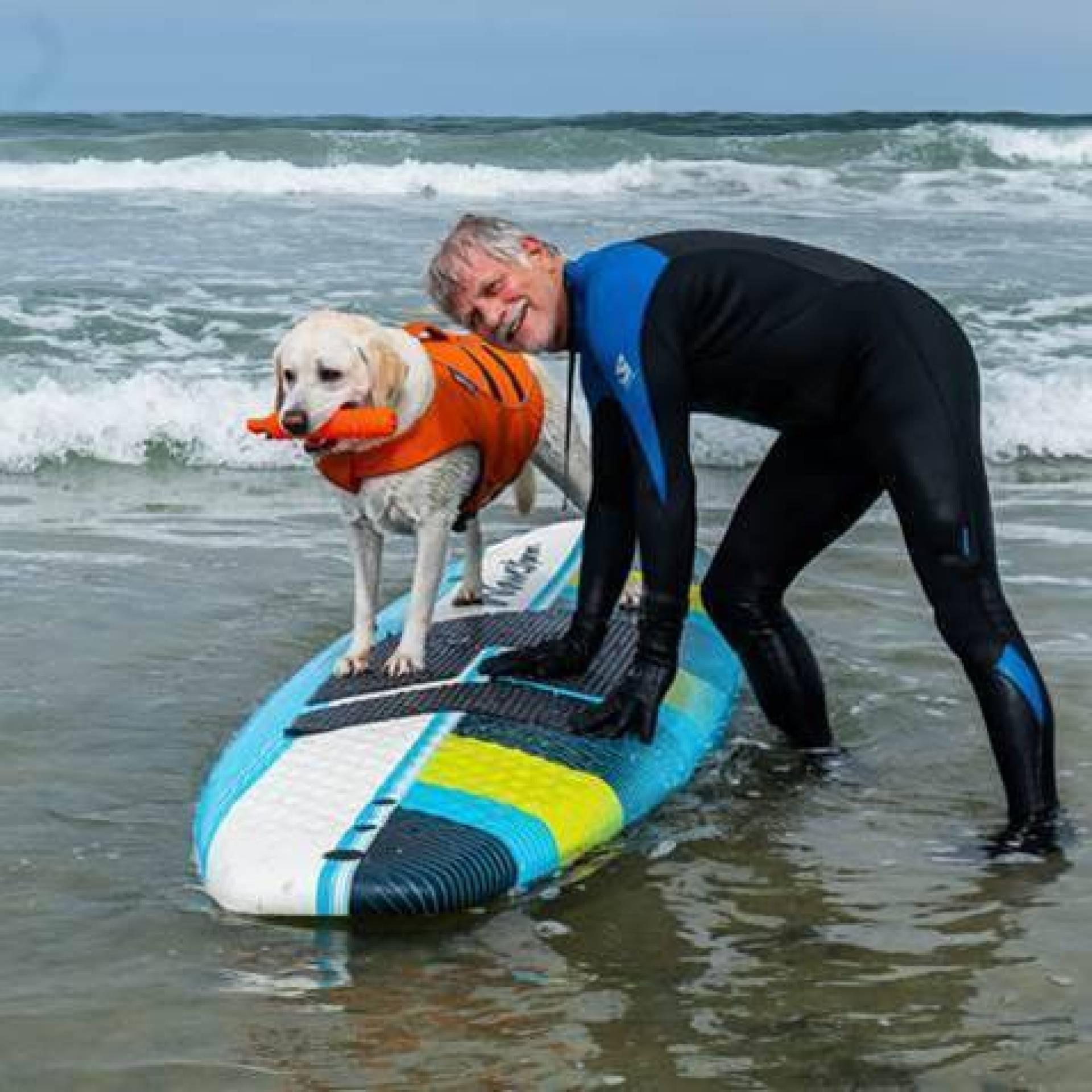 Surfurs caninos se preparam para brincar na aula – as aulas de cães de surf de Helen Woodward estão de volta Surfurs caninos se preparam para brincar na aula – as aulas de cães de surf de Helen Woodward estão de volta