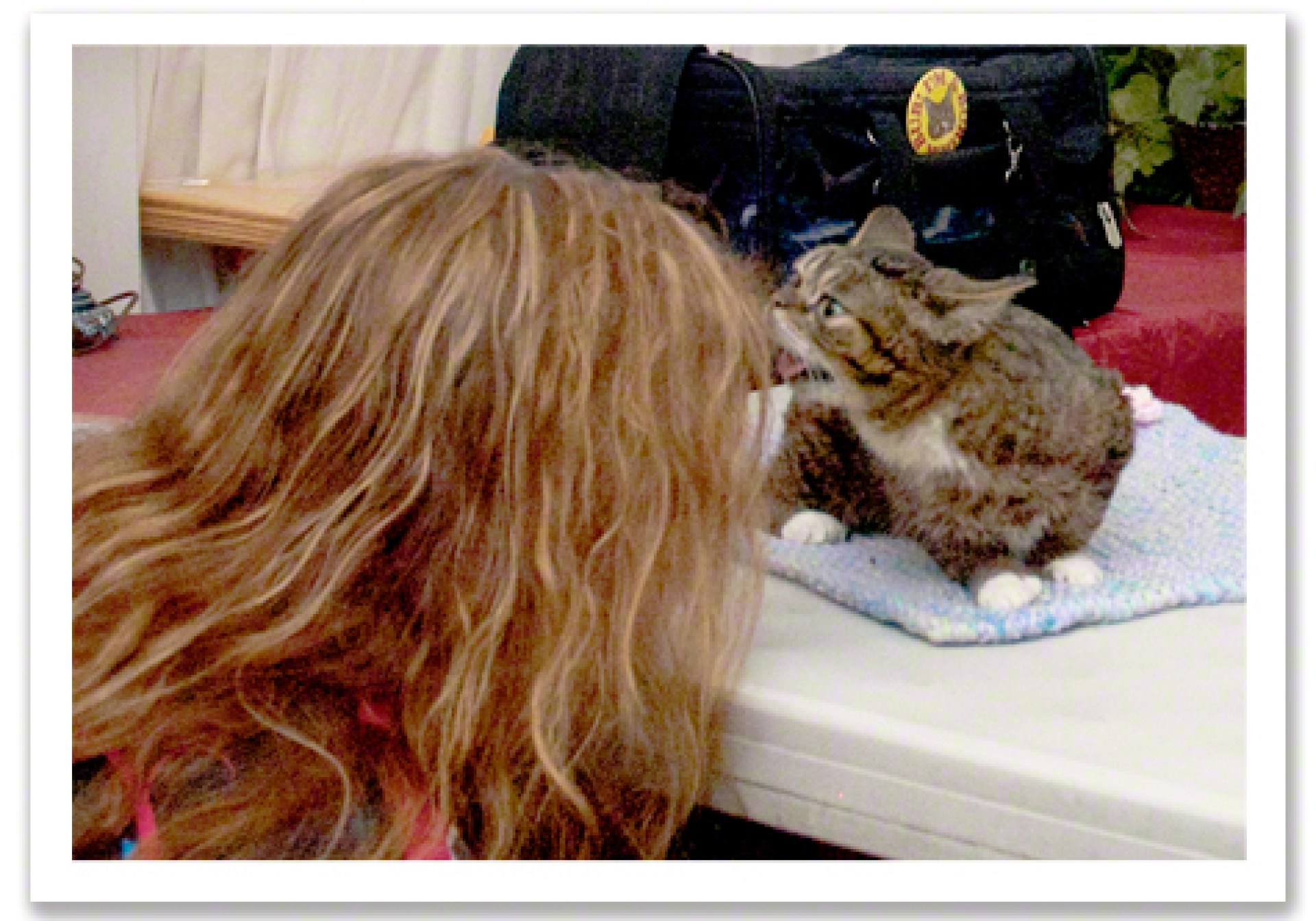 O dia em que a magia morreu. Adeus Lil Bub. O dia em que a magia morreu. Adeus Lil Bub.