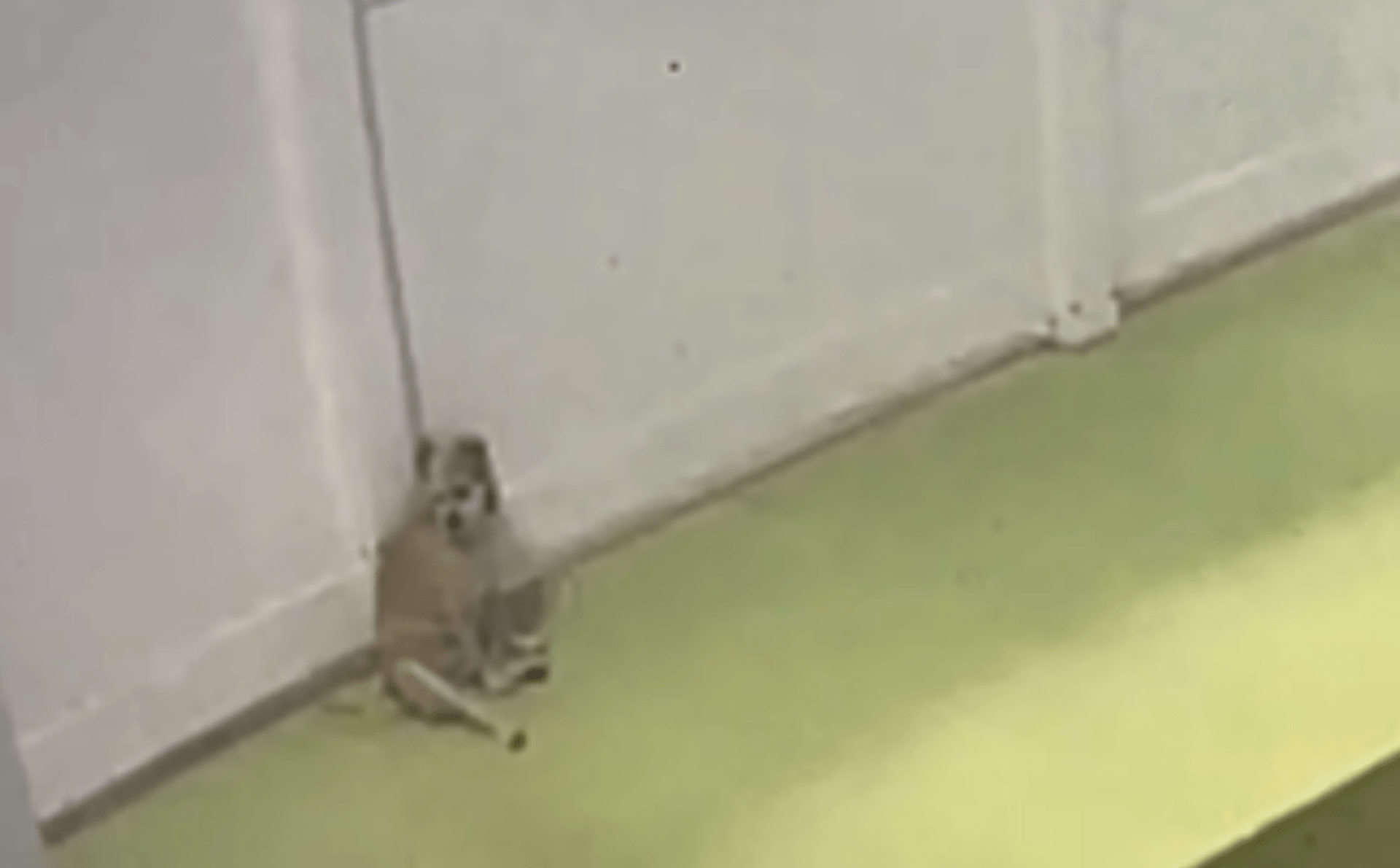 Mulher faz check -in no cão de resgate ‘introvertido’ na creche – atende ao que ela vê Mulher faz check -in no cão de resgate ‘introvertido’ na creche – atende ao que ela vê