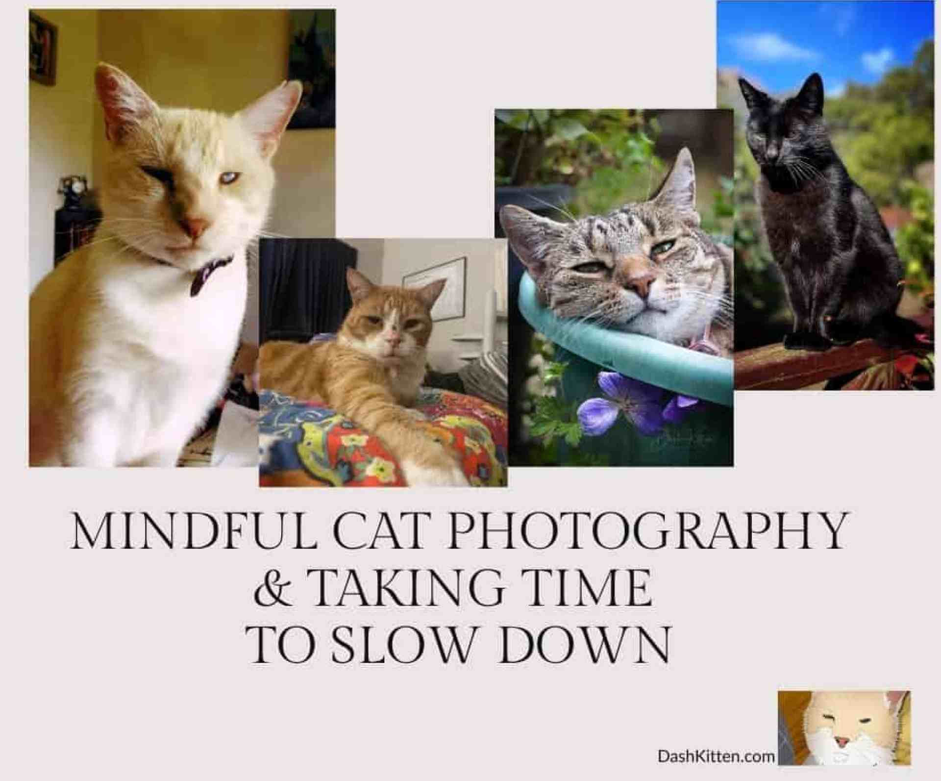 Fotografia de gato consciente na era instantânea Fotografia de gato consciente na era instantânea