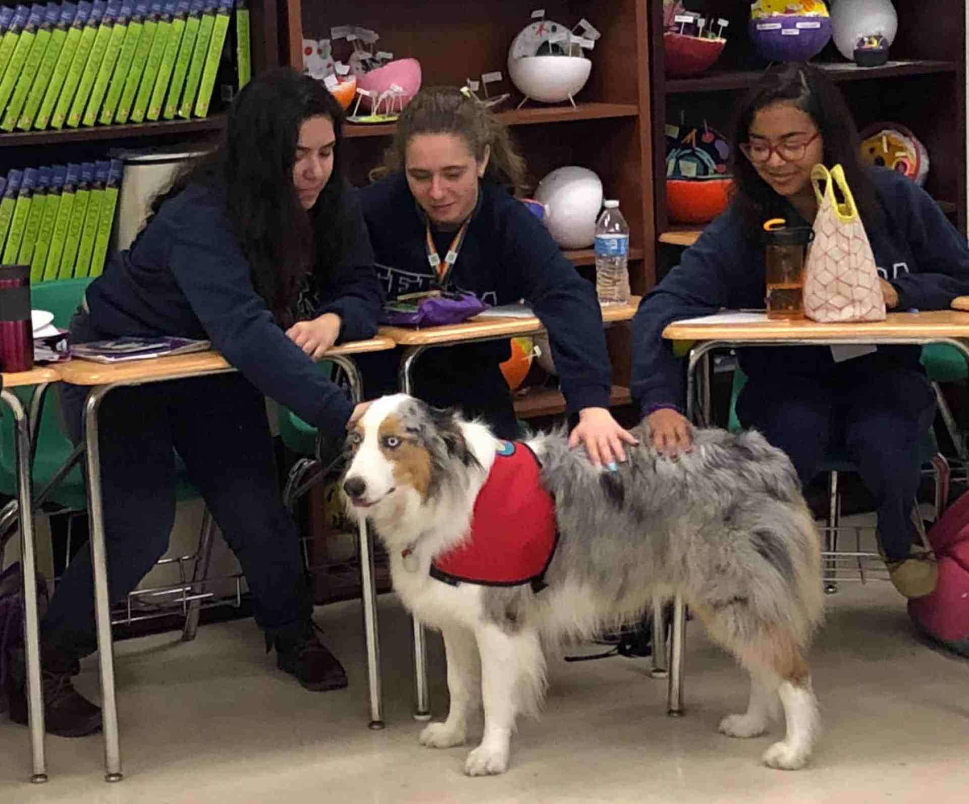 DOG SIDED DONOVAN traz conforto a outras pessoas – Suraf Dogs Rock DOG SIDED DONOVAN traz conforto a outras pessoas – Suraf Dogs Rock