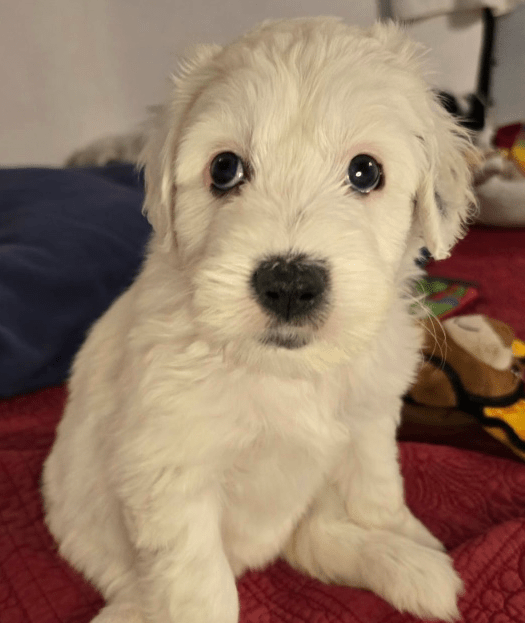 Março de 2025 DDR Rocker Puppy Dog Rescue Recapiações de patrocínio Março de 2025 DDR Rocker Puppy Dog Rescue Recapiações de patrocínio