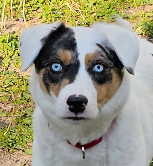 Hannah – Indiana – Dogs surdos rock Hannah – Indiana – Dogs surdos rock