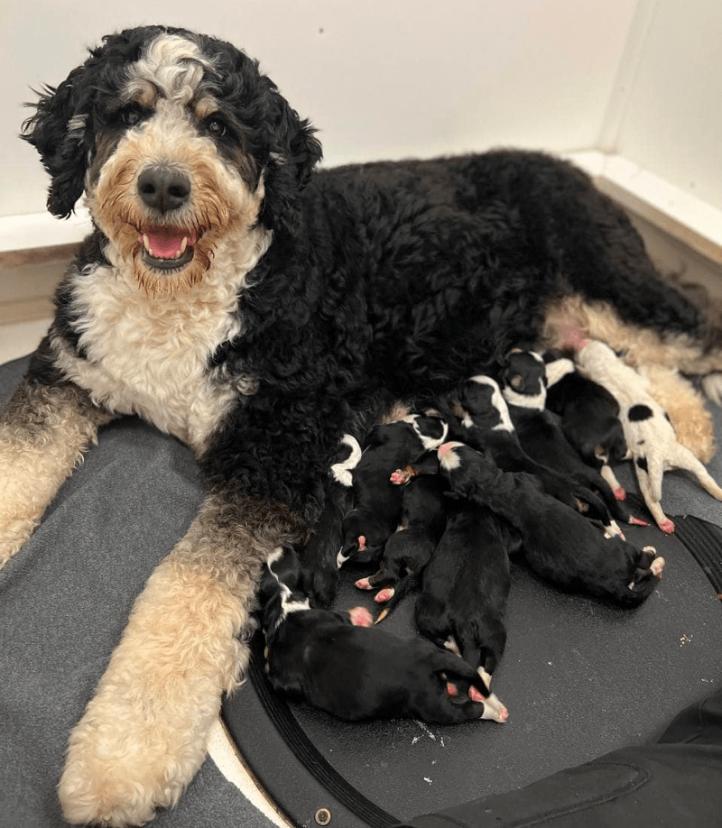 Top 3 melhores criadores de Bernedoodle em Massachusetts (MA) Top 3 melhores criadores de Bernedoodle em Massachusetts (MA)