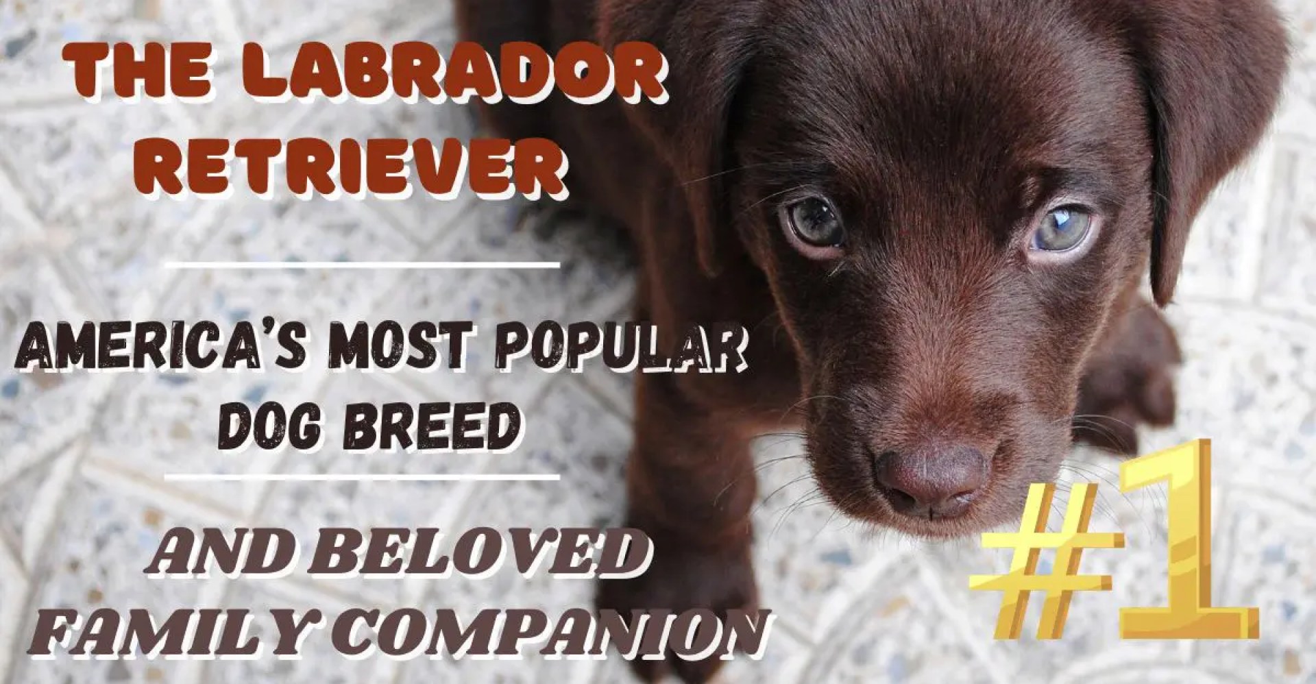 The Labrador Retriever: raça de cachorro mais popular da América e amada companheira de família The Labrador Retriever: raça de cachorro mais popular da América e amada companheira de família