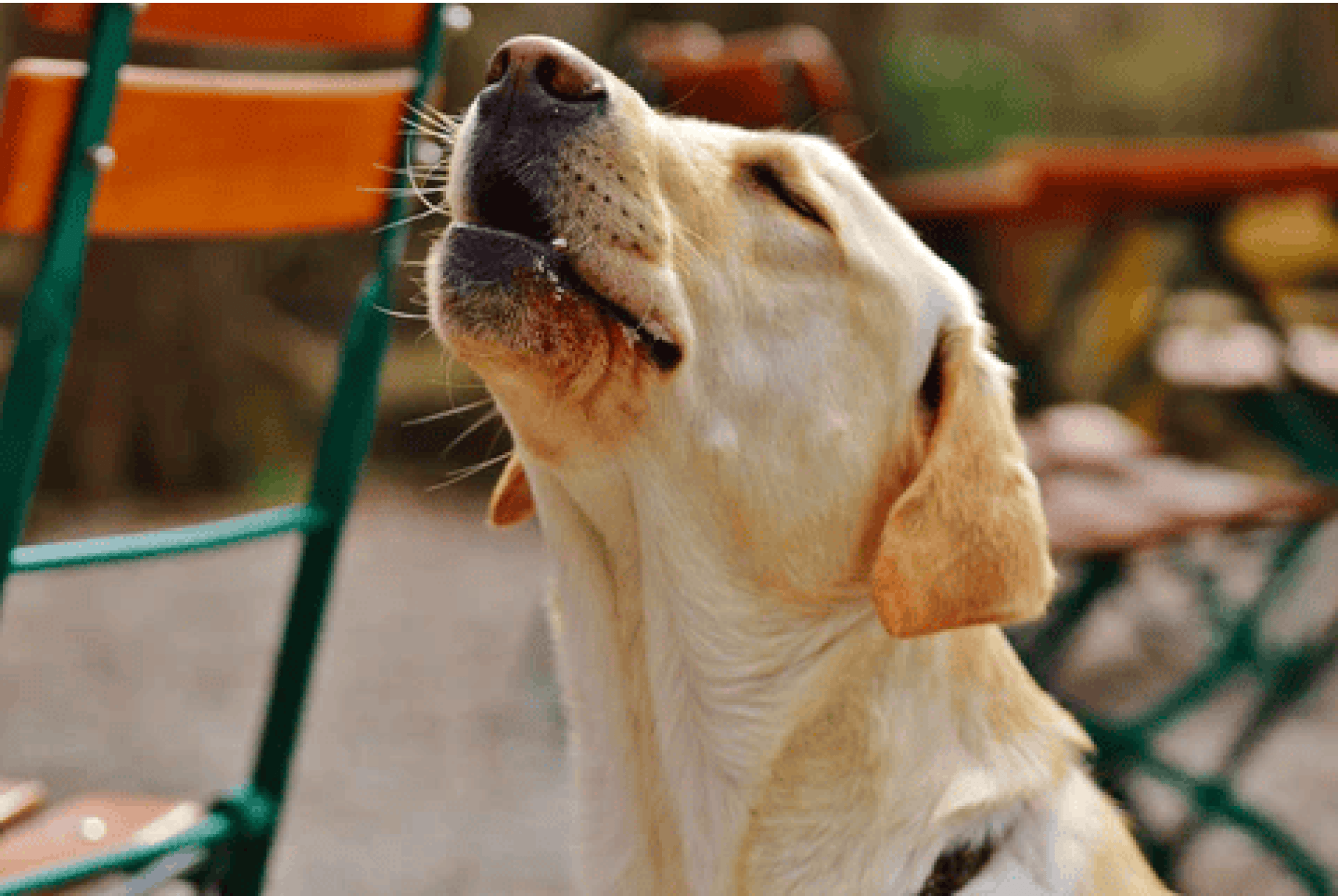 Como faço para que meu Labrador pare o incômodo latindo? Como faço para que meu Labrador pare o incômodo latindo?