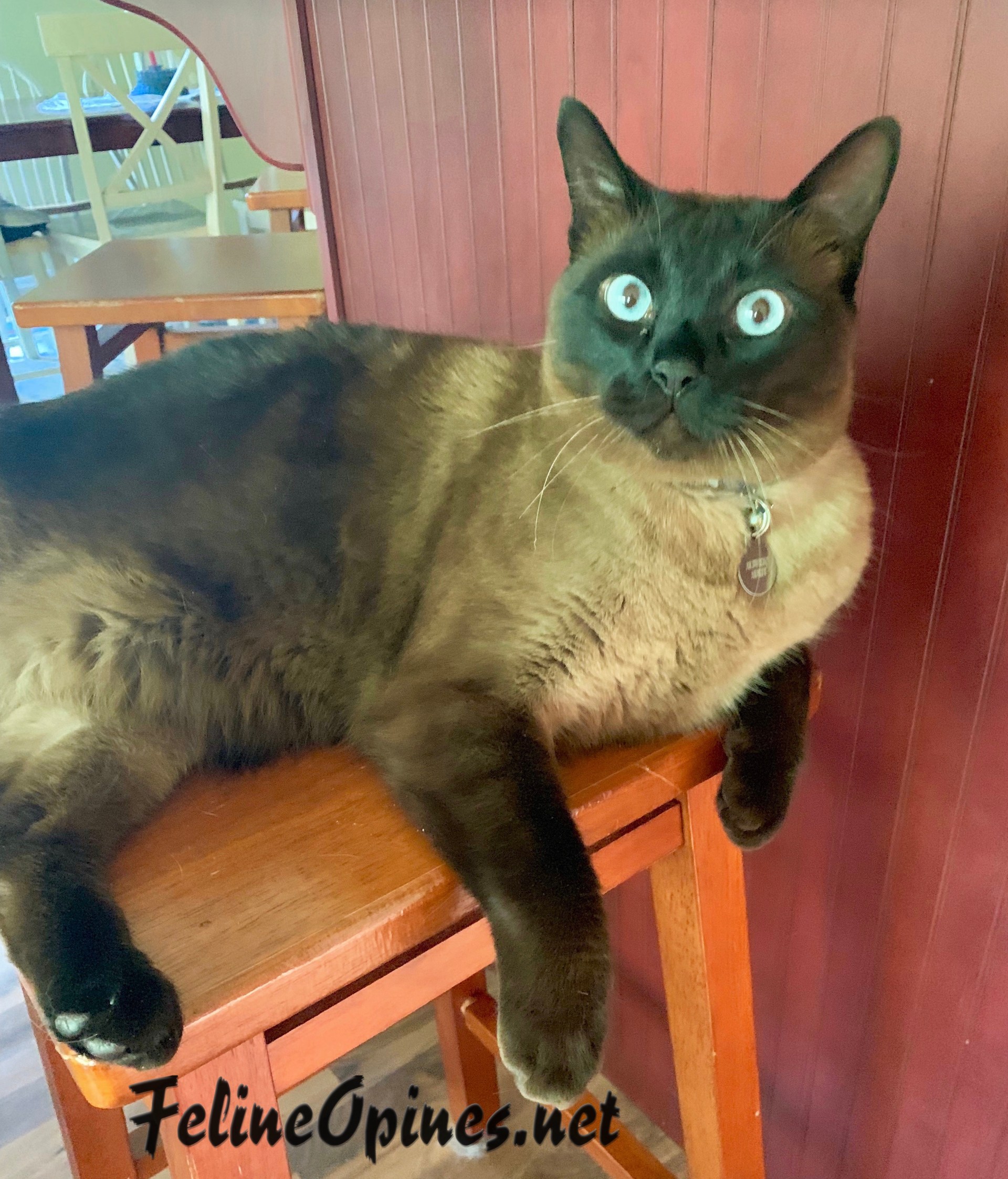 Pensamentos de quinta -feira | Casa | felinopinas Pensamentos de quinta -feira | Casa | felinopinas