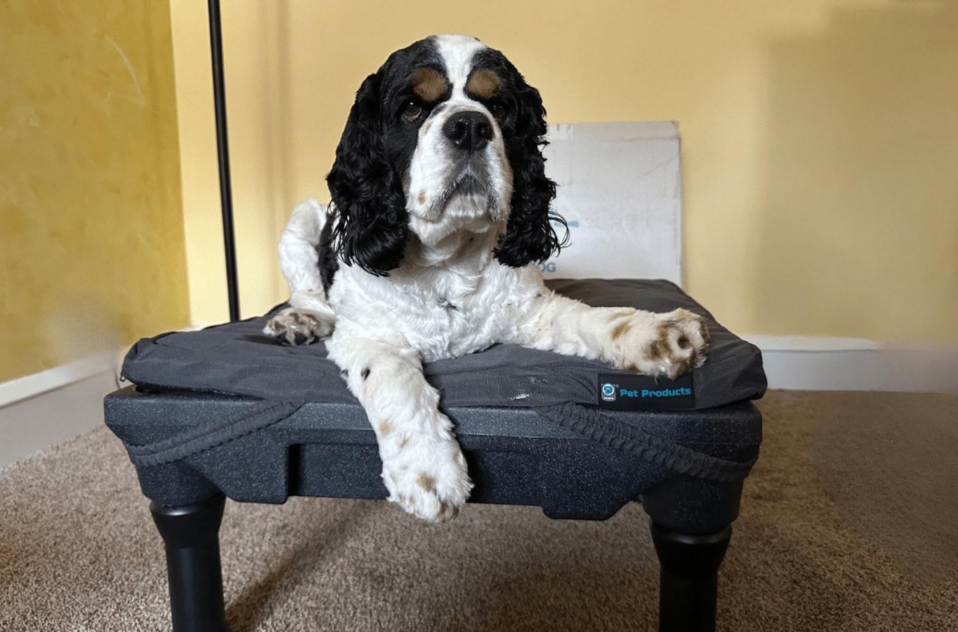 Como a plataforma de treinamento de cães Klimb transformou meu cocker spaniels Como a plataforma de treinamento de cães Klimb transformou meu cocker spaniels