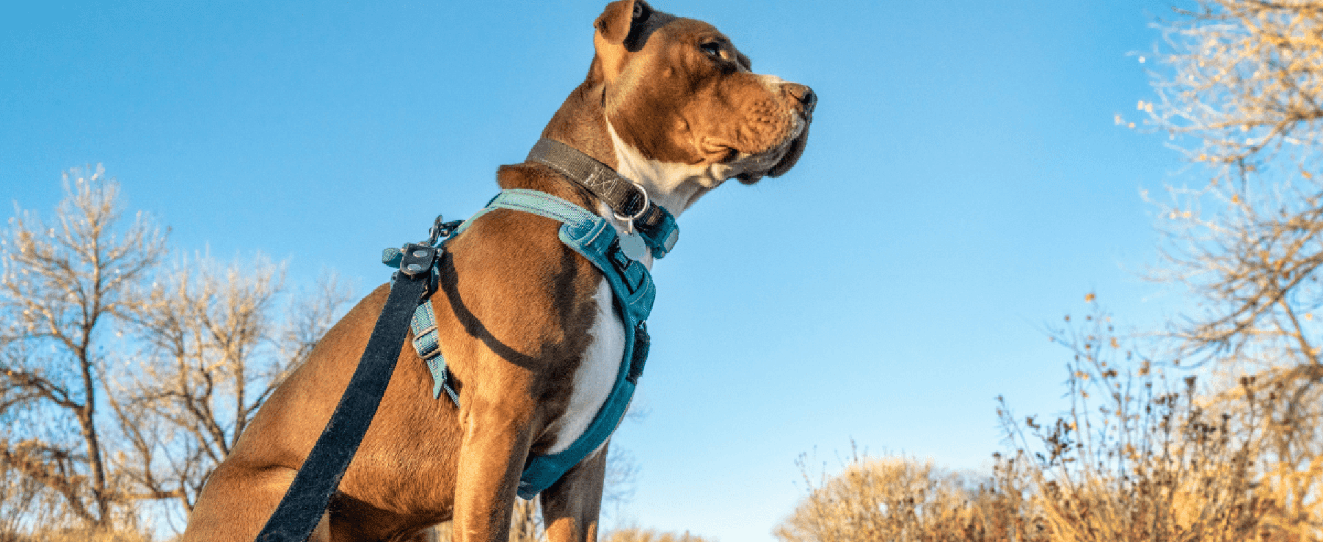 Como colocar um arnês de cachorro? Como colocar um arnês de cachorro?