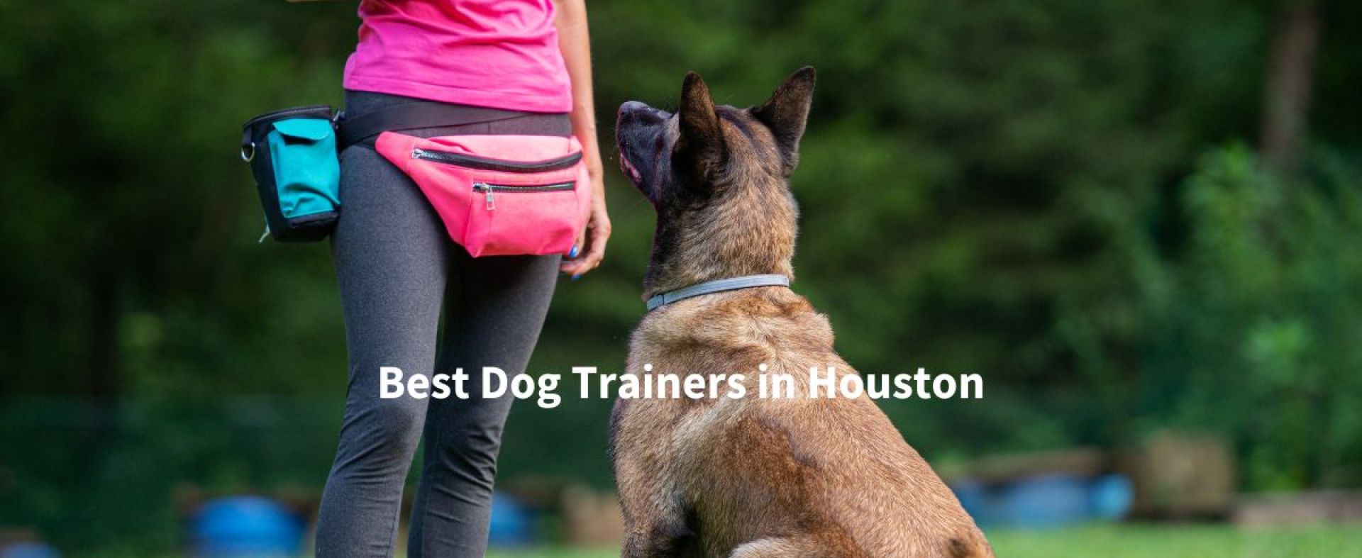 Melhores treinadores de cães em Houston Melhores treinadores de cães em Houston
