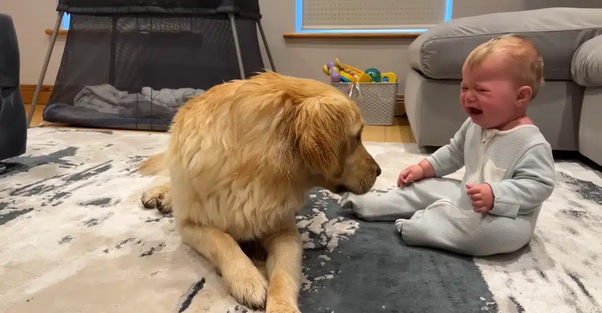 O adorável ‘desculpe’ do cachorro conquistou todos os corações depois de ‘acidentalmente’ fazer bebê chorar O adorável ‘desculpe’ do cachorro conquistou todos os corações depois de ‘acidentalmente’ fazer bebê chorar