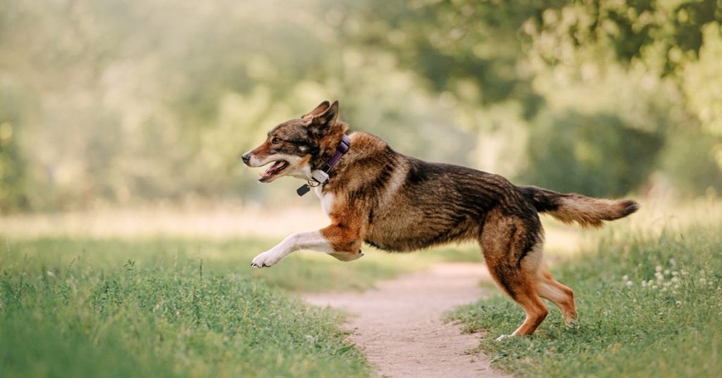 Mantenha seu cão seguro ao ar livre com essas cercas sem fio e GPS Mantenha seu cão seguro ao ar livre com essas cercas sem fio e GPS