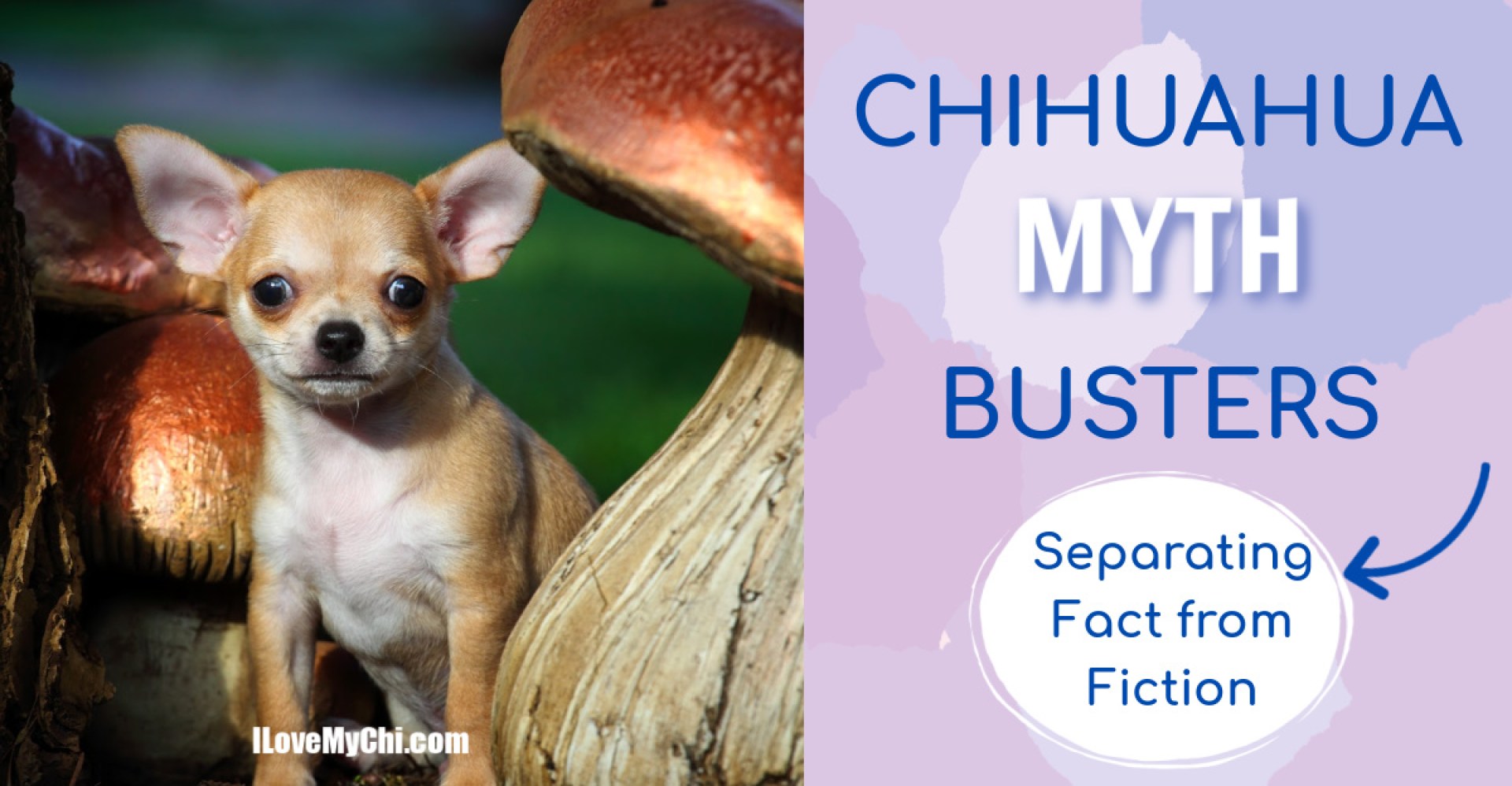 Chihuahua Myth Busters: Separando o fato da ficção Chihuahua Myth Busters: Separando o fato da ficção