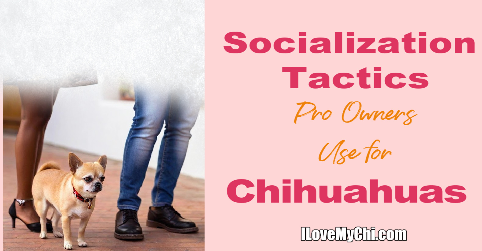 Táticas de socialização Os proprietários dos profissionais usam para Chihuahuas Táticas de socialização Os proprietários dos profissionais usam para Chihuahuas