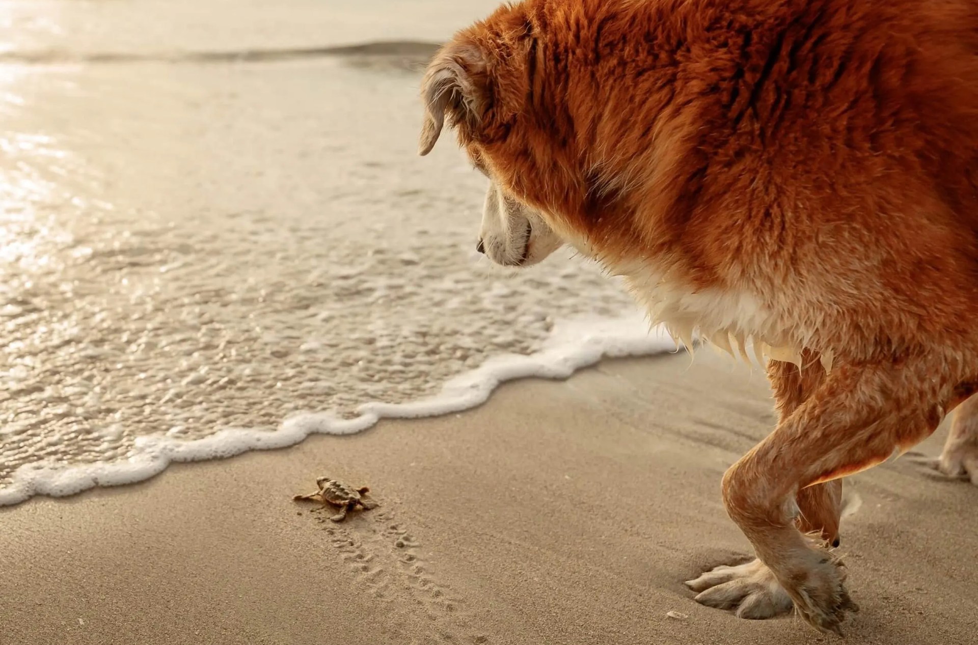 20 vencedores do prêmio de fotografia canina 20 vencedores do prêmio de fotografia canina