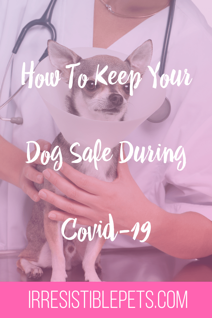 Como manter seu cão seguro durante o Covid-19 Como manter seu cão seguro durante o Covid-19