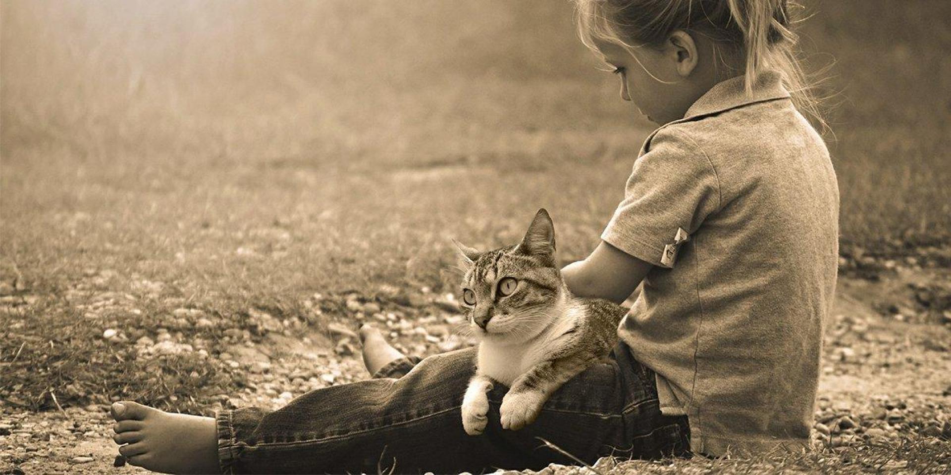 Um guia para a Barnet, adequado para gatos Um guia para a Barnet, adequado para gatos