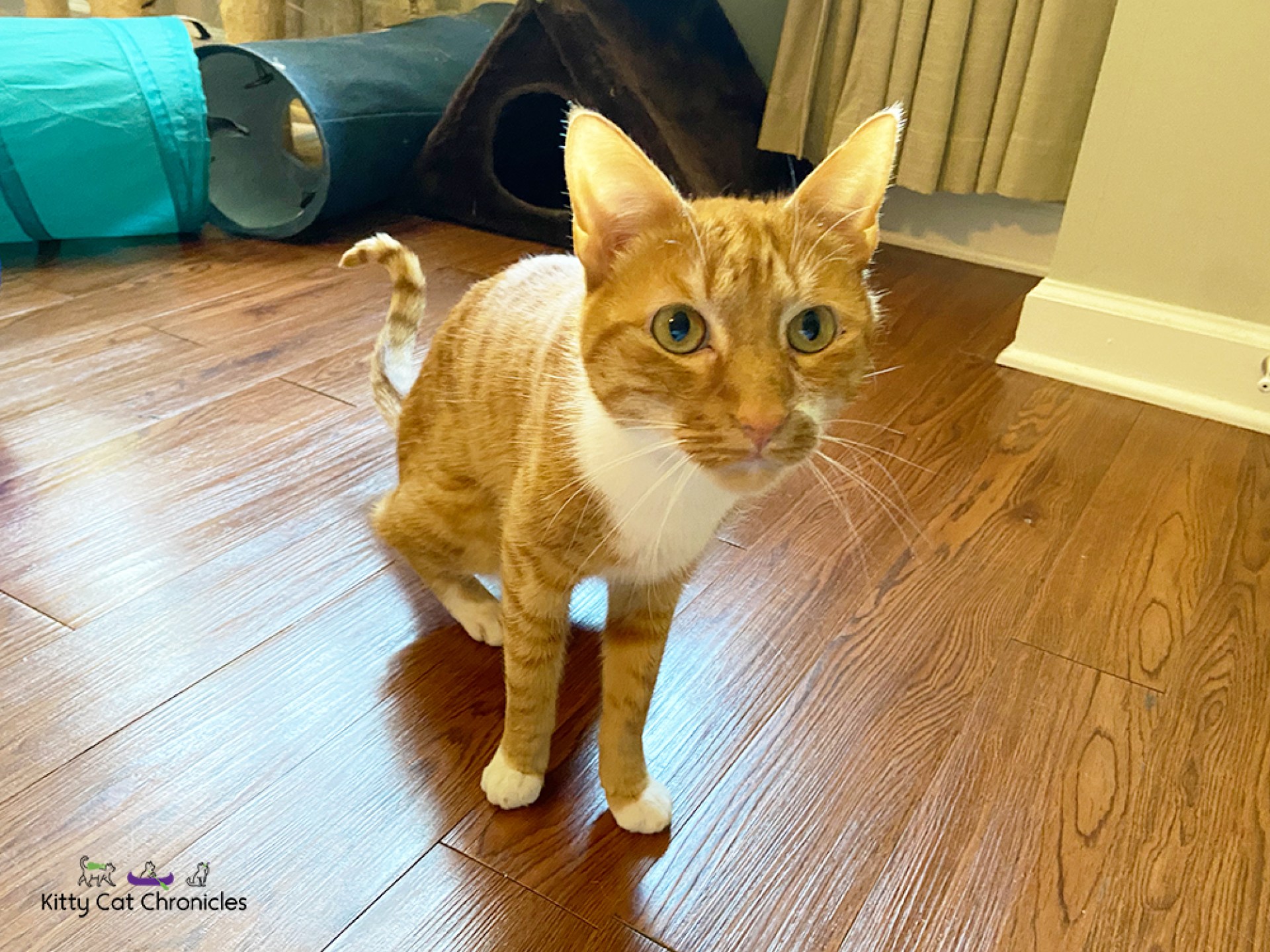 Os resultados estão dentro, e o campeão de caça aos ovos é … Os resultados estão dentro, e o campeão de caça aos ovos é …