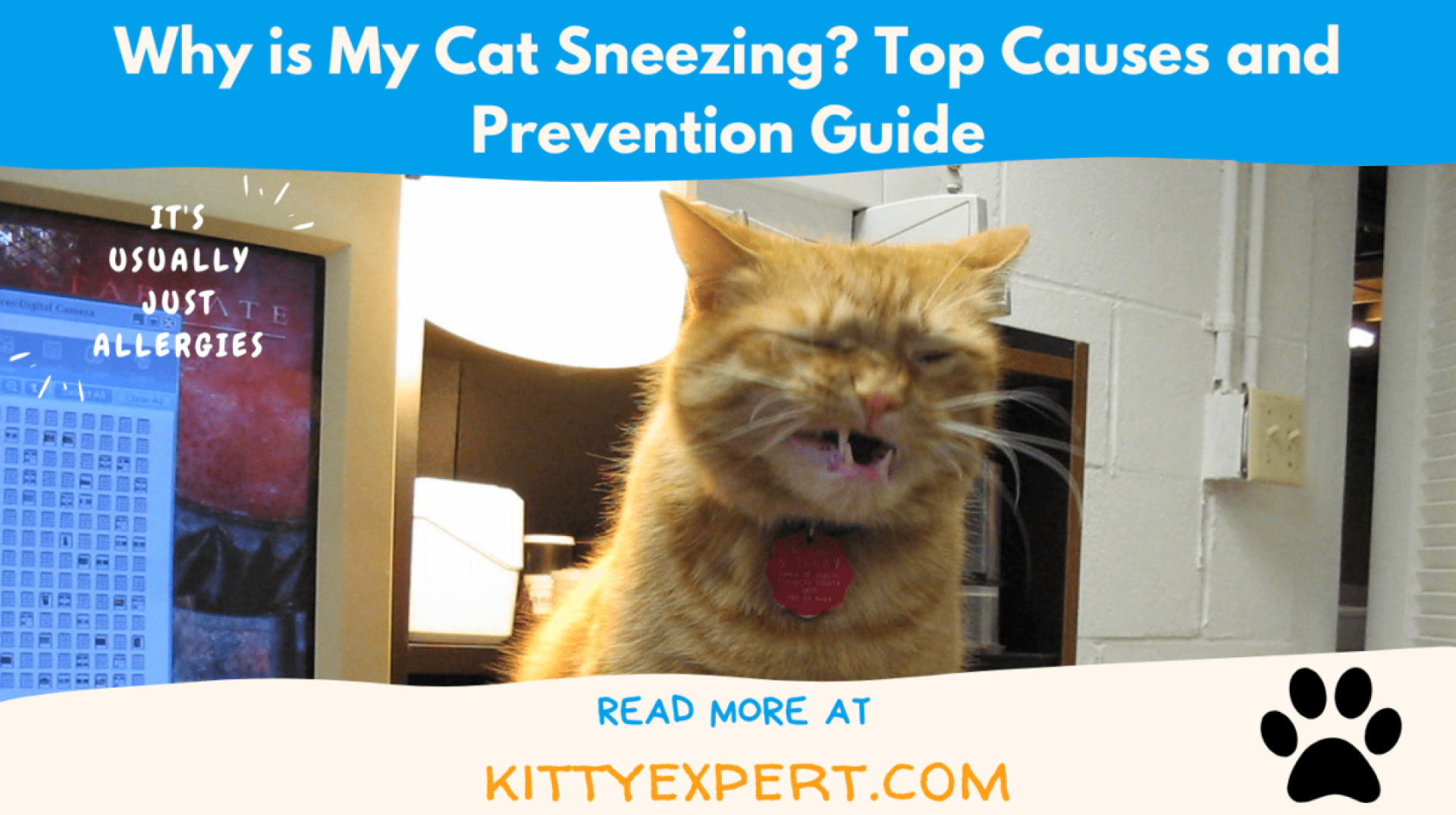 Por que meu gato está espirrando? Guia de causas e prevenção superior Por que meu gato está espirrando? Guia de causas e prevenção superior