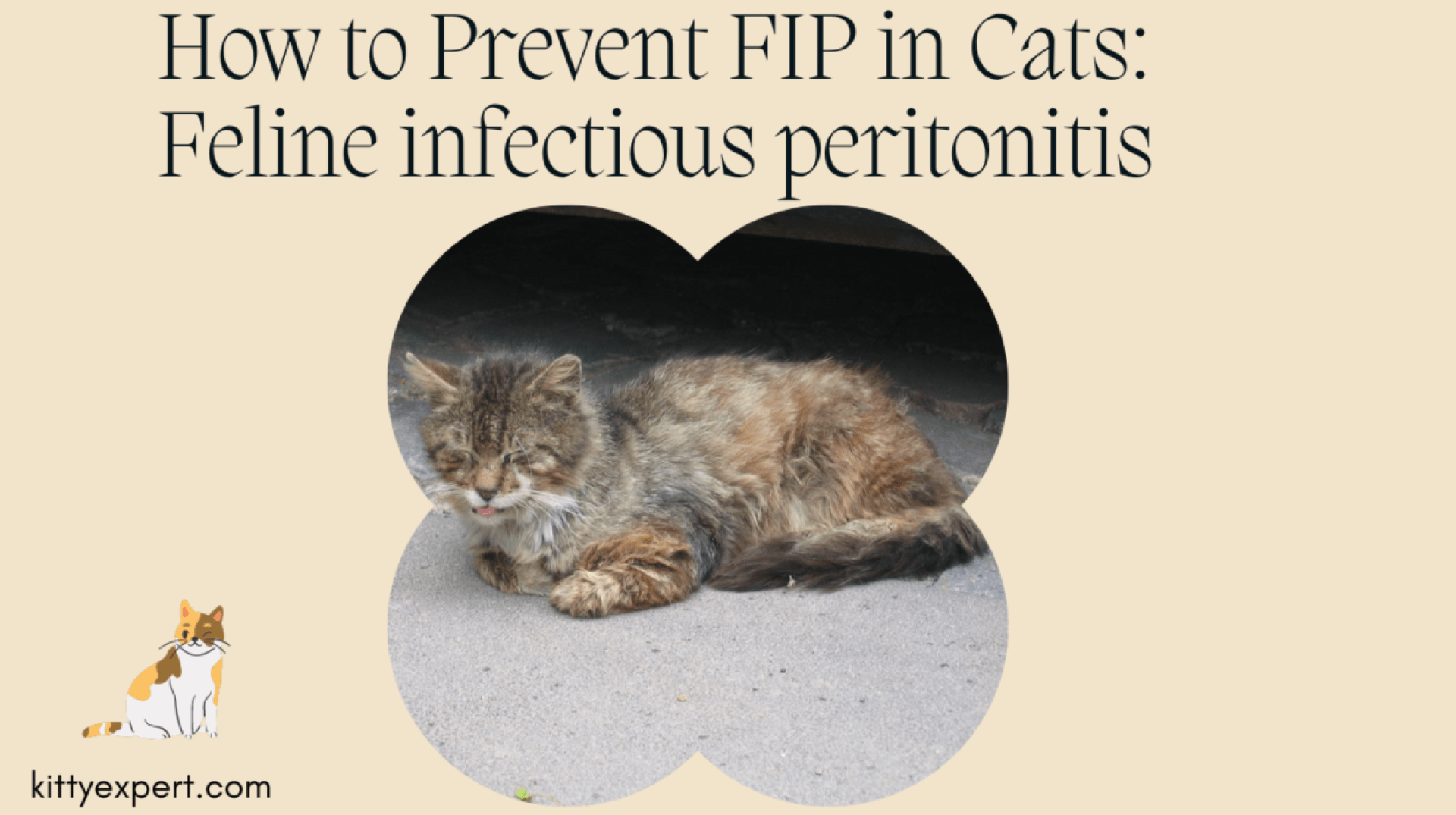 Como evitar o FIP em gatos: peritonite infecciosa felina Como evitar o FIP em gatos: peritonite infecciosa felina