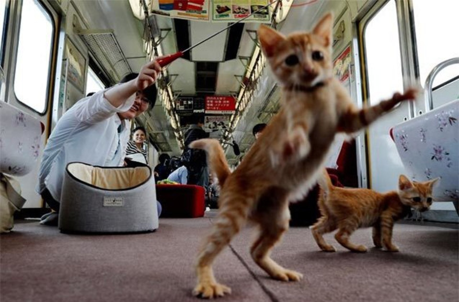 Mulher multada em US $ 130 depois que seu gato mirou ‘muito alto’ em trem para Paris – dor no amigo Mulher multada em US $ 130 depois que seu gato mirou ‘muito alto’ em trem para Paris – dor no amigo
