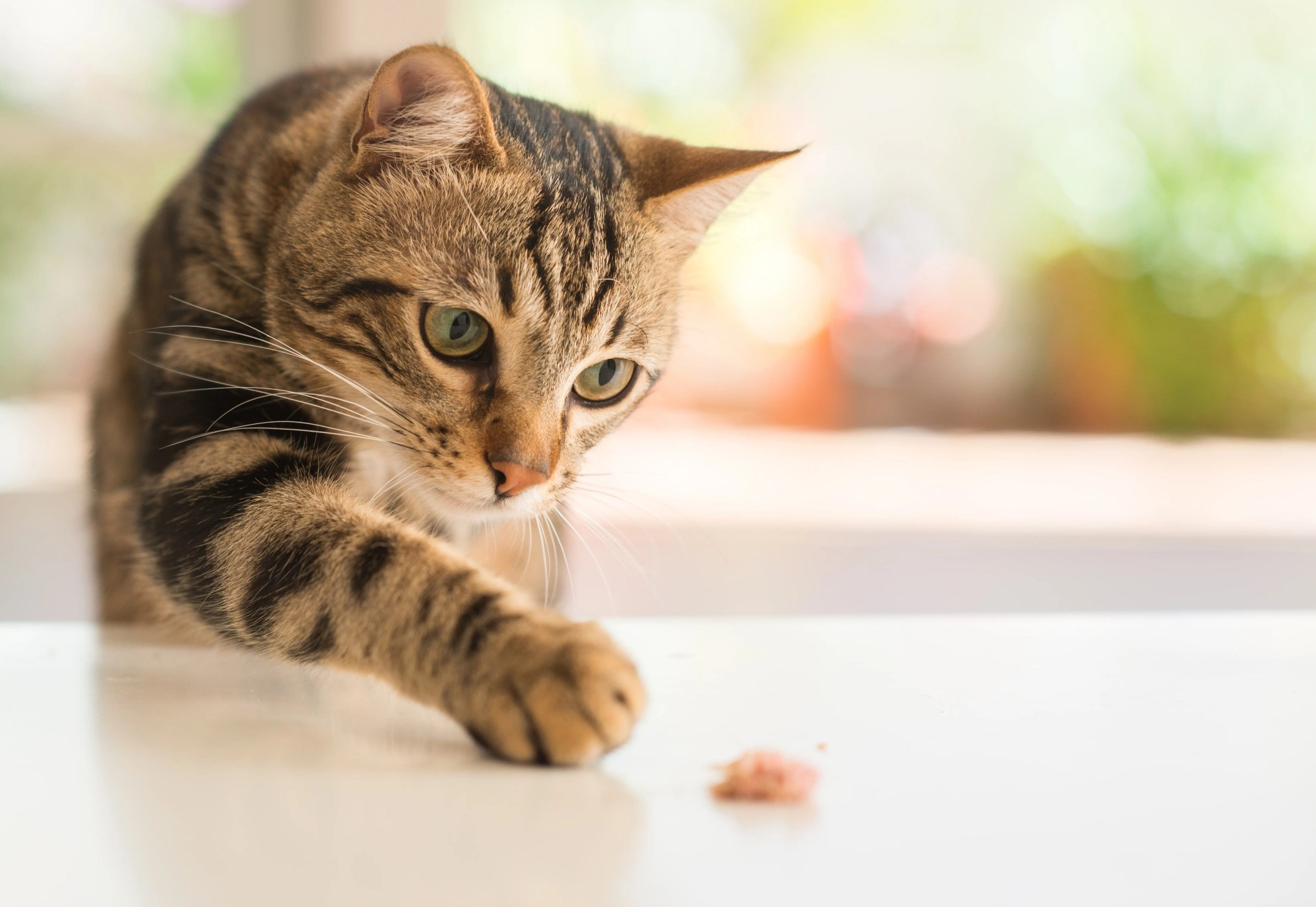 Os gatos podem comer milho? Os gatos podem comer milho?