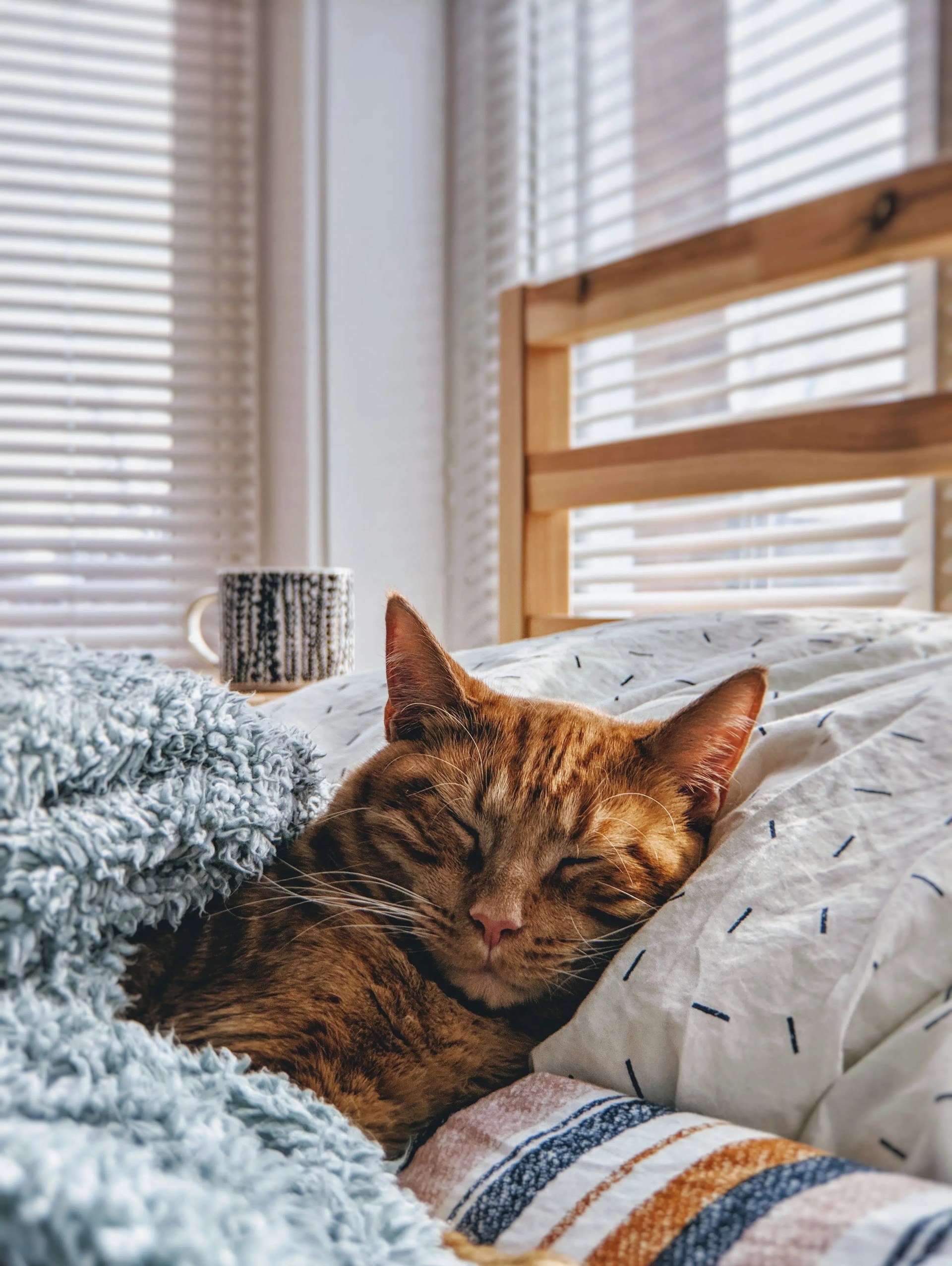 Por que meu gato dorme pela minha cabeça? Por que meu gato dorme pela minha cabeça?