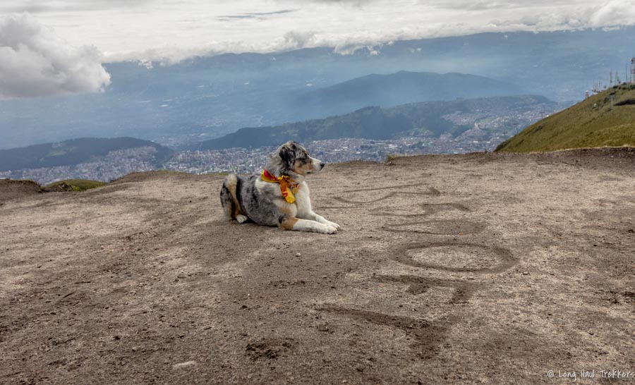 Prevenindo doenças da altitude para cães: dicas para viagens de alta altitude Prevenindo doenças da altitude para cães: dicas para viagens de alta altitude