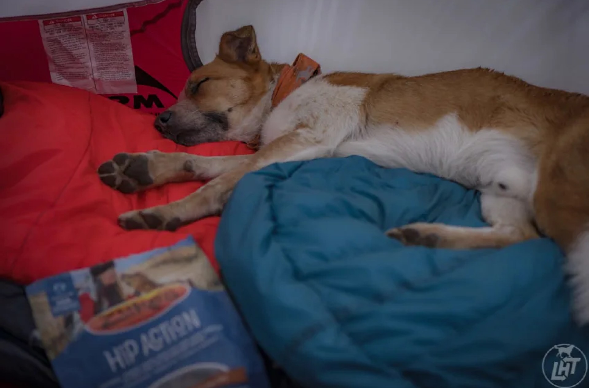 Os itens essenciais de equipamento de acampamento de cães que eu trago em cada viagem 2023 Os itens essenciais de equipamento de acampamento de cães que eu trago em cada viagem 2023