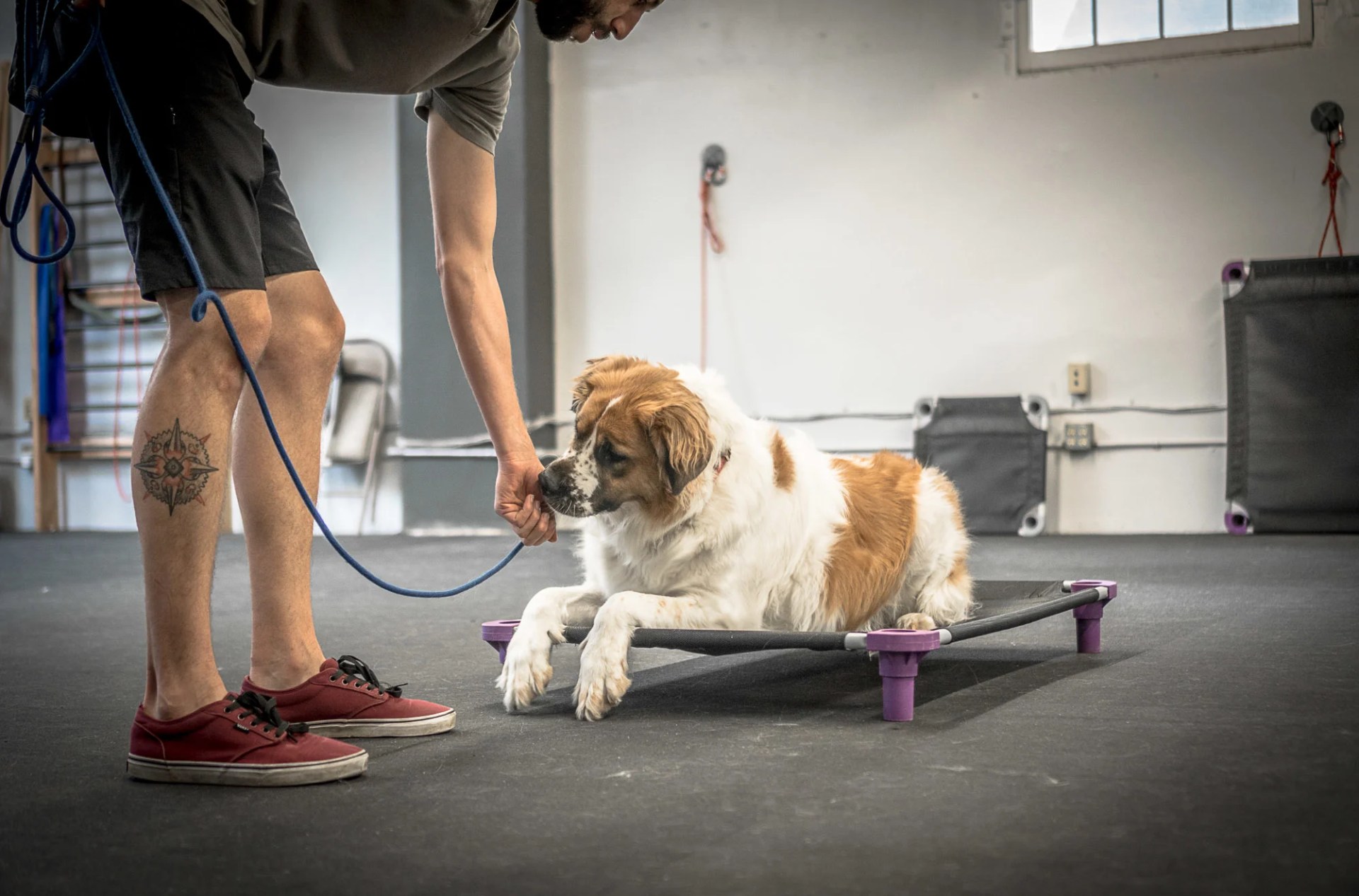 Alimentar à mão seu cão suas refeições diárias é a ferramenta de treinamento para cães que você está perdendo Alimentar à mão seu cão suas refeições diárias é a ferramenta de treinamento para cães que você está perdendo