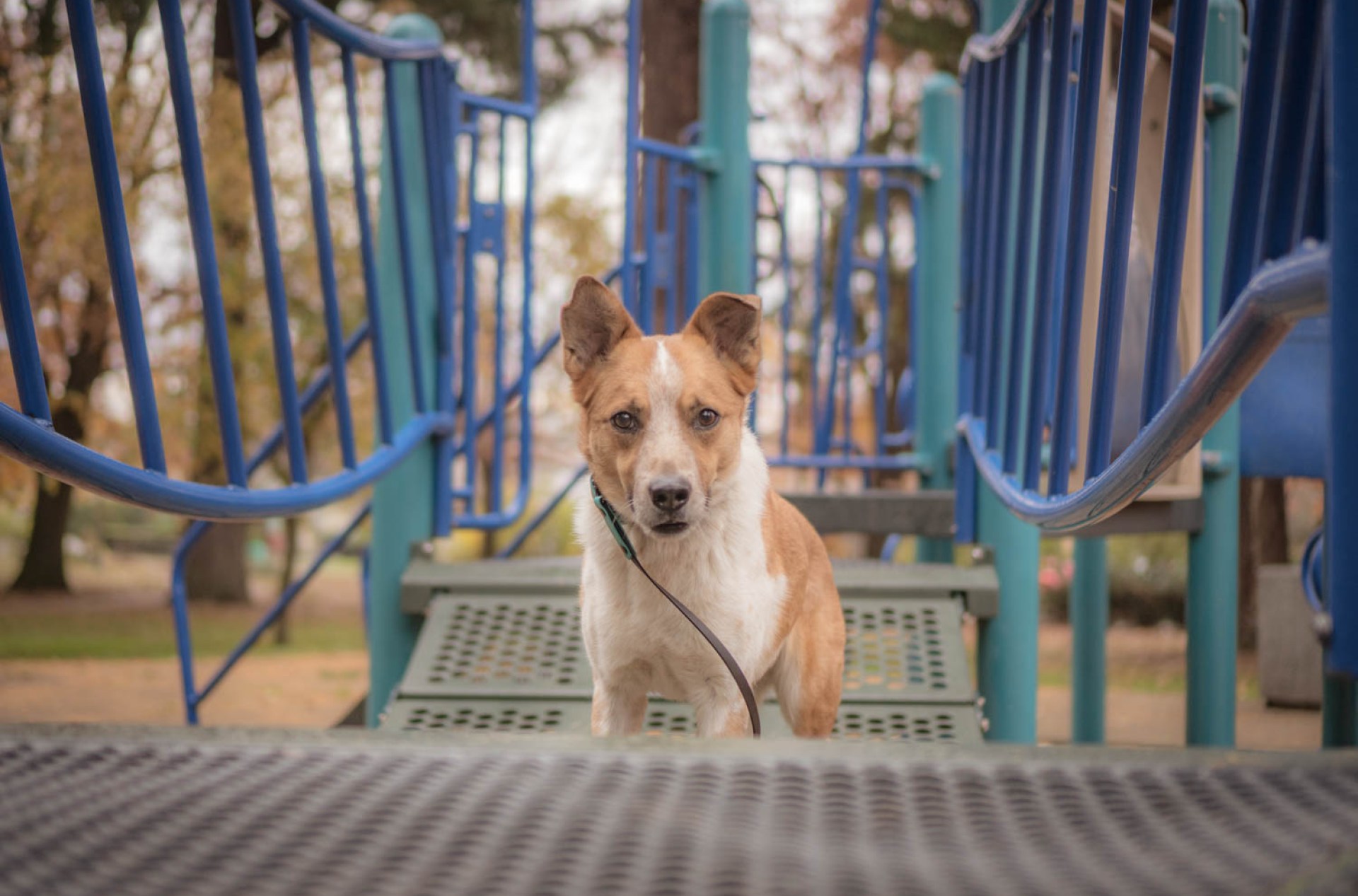 Pare de caminhar seu cachorro, faça isso em vez disso Pare de caminhar seu cachorro, faça isso em vez disso