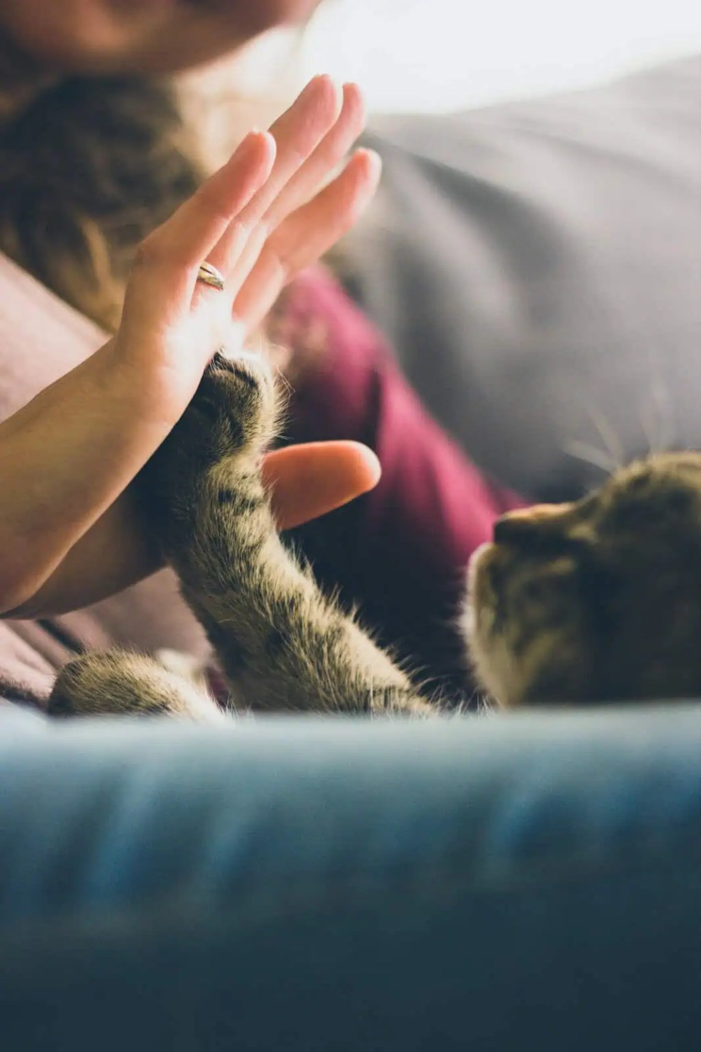 Curando nossos corações: o gato traz luz e sorte em um momento desafiador Curando nossos corações: o gato traz luz e sorte em um momento desafiador