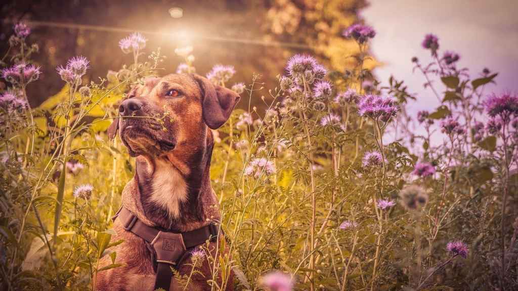 Raças de cães raras Que cuidados veterinários especiais eles exigem? Raças de cães raras Que cuidados veterinários especiais eles exigem?