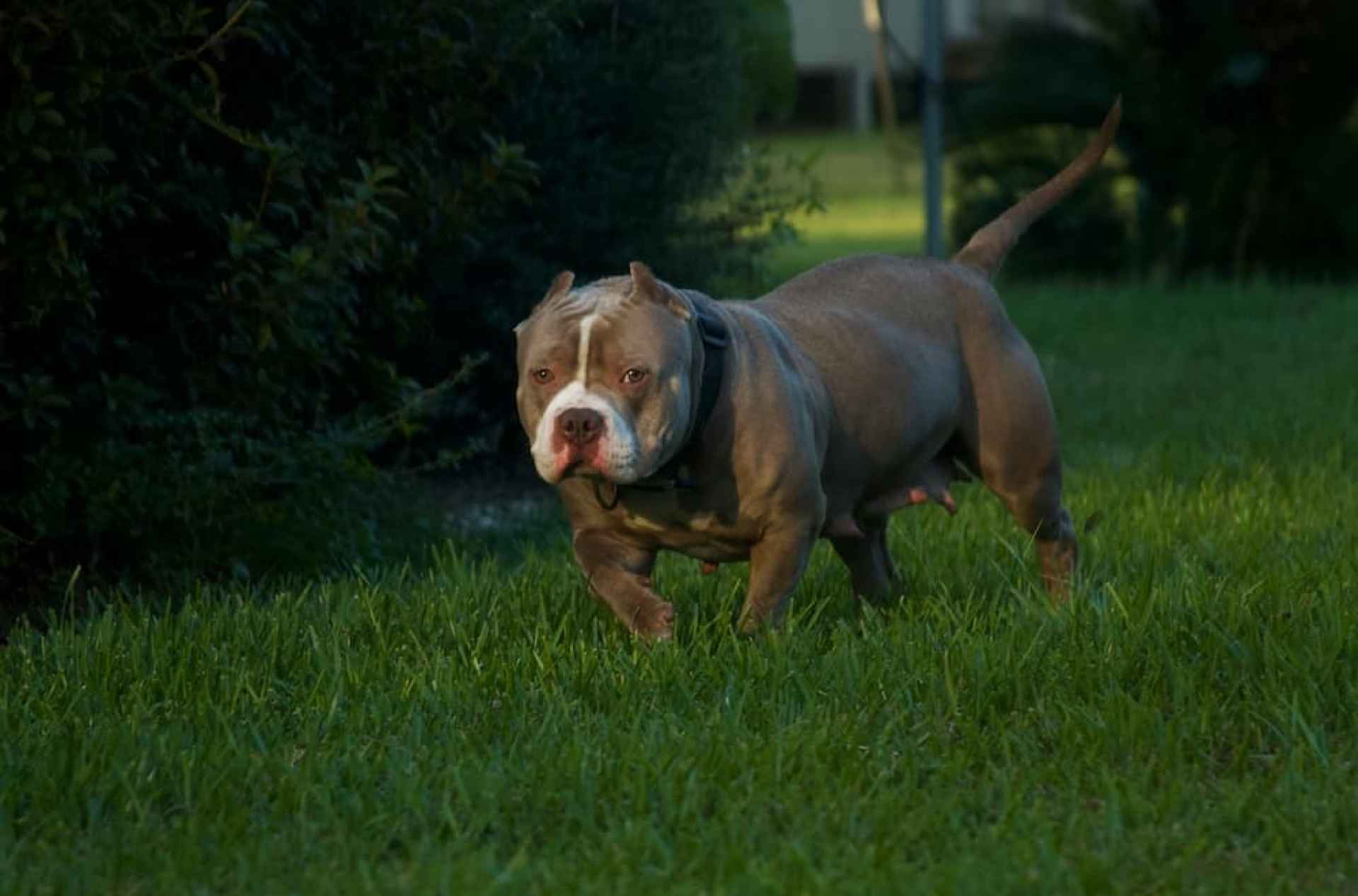 Leis de chumbo de cães | Meg K9 Leis de chumbo de cães | Meg K9