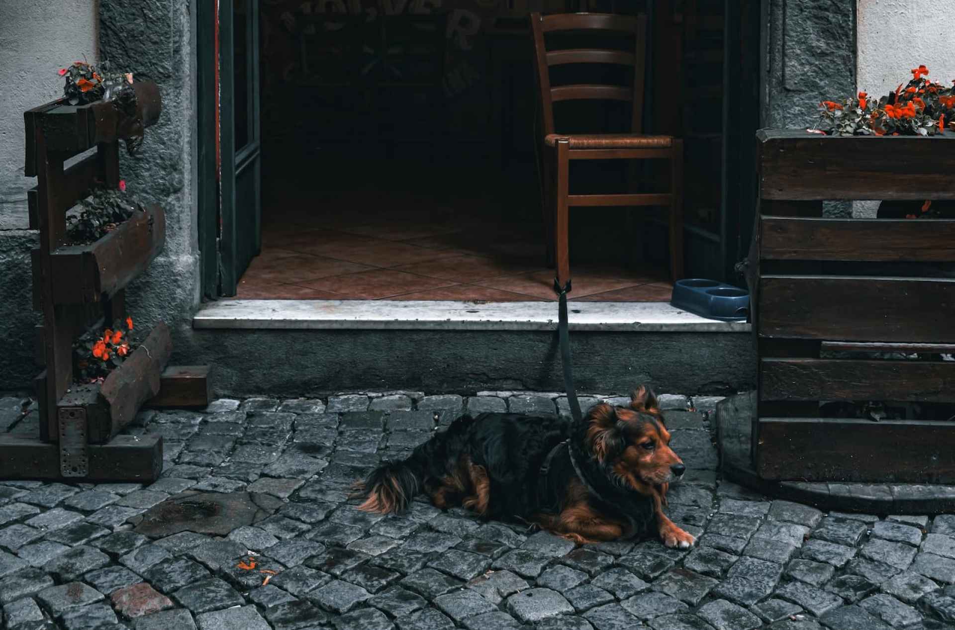 Deixando seu cachorro fora de uma loja Deixando seu cachorro fora de uma loja
