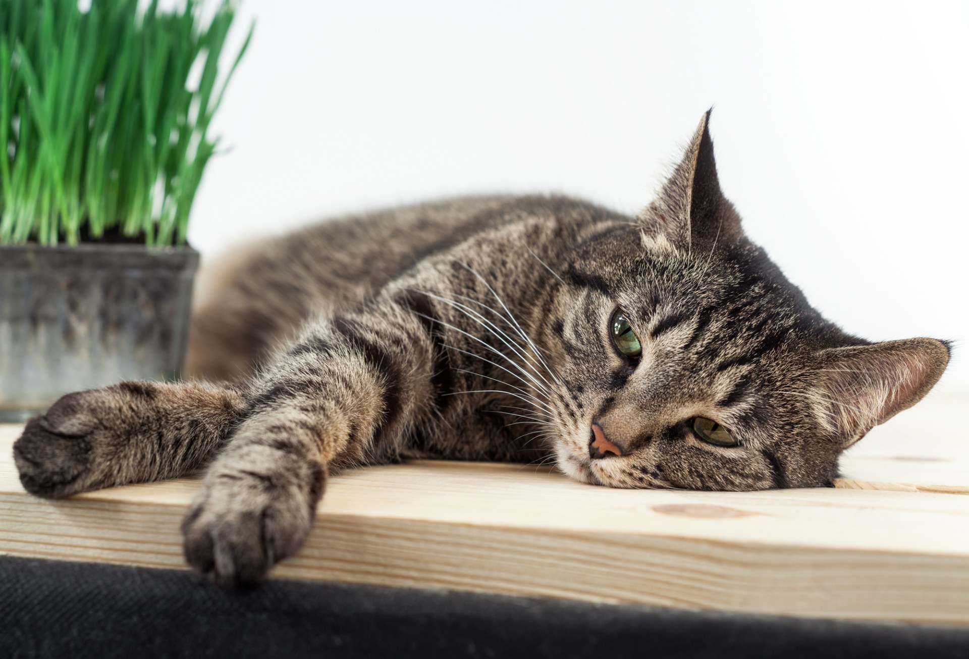 Triadite em Gatos – Gato Moderno Triadite em Gatos – Gato Moderno