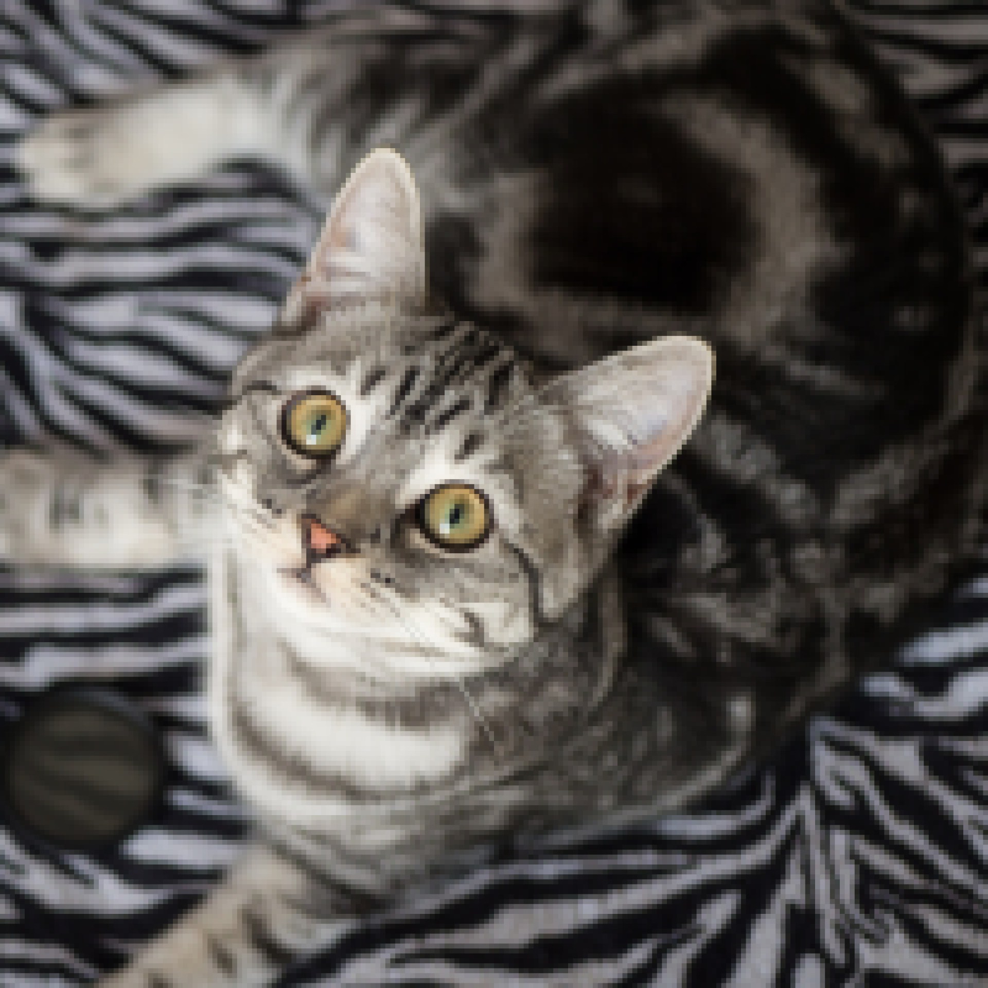 Que comida você pode dar aos gatos? – Molly e Polly Blog Que comida você pode dar aos gatos? – Molly e Polly Blog