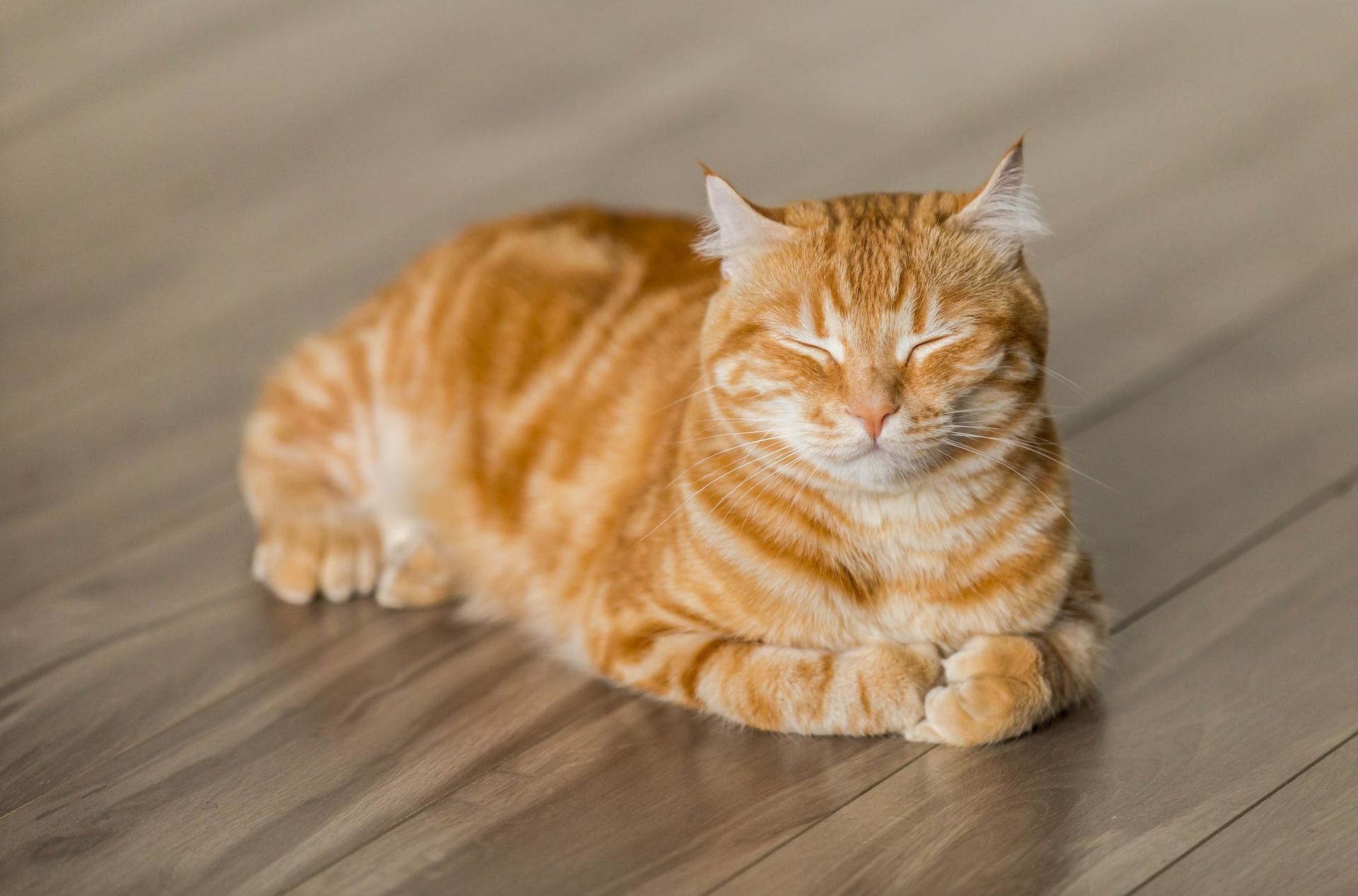 Por que os gatos gostam de dar um tapa no traseiro? Por que os gatos gostam de dar um tapa no traseiro?