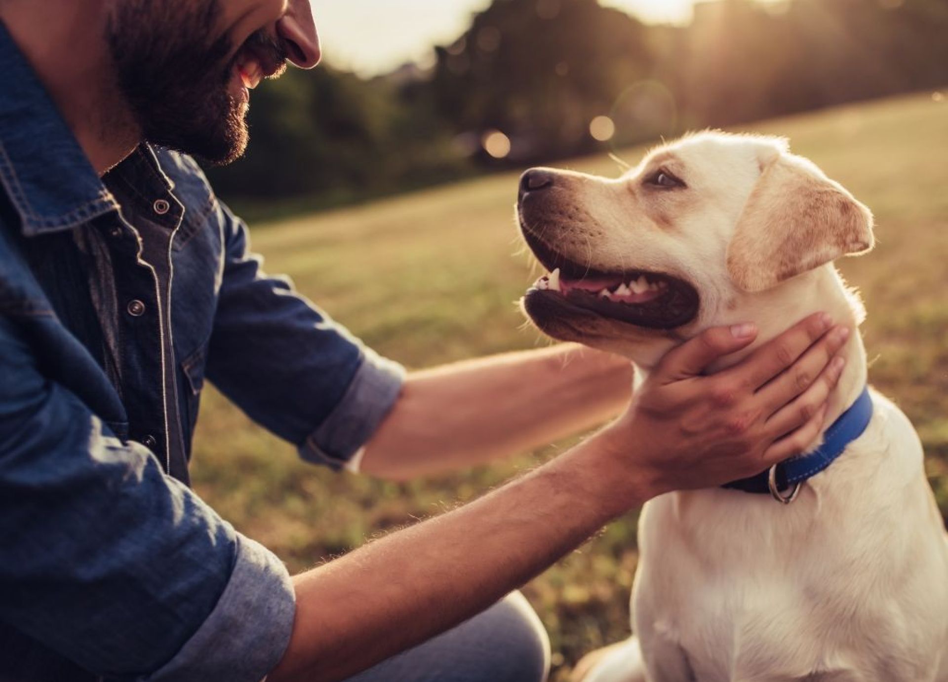Alergias comuns de cães: causas, sintomas e tratamento Alergias comuns de cães: causas, sintomas e tratamento