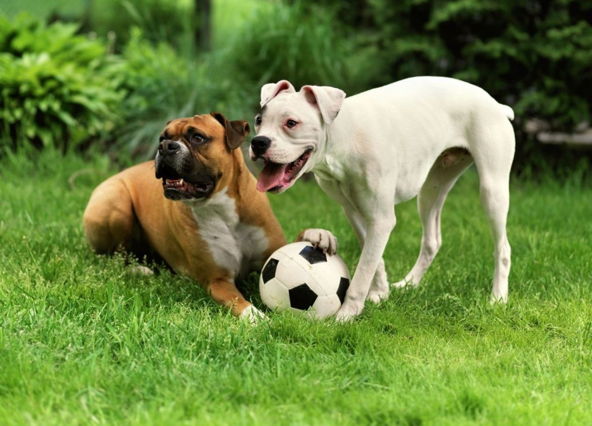 Como criar um quintal seguro para cães seguro e divertido Como criar um quintal seguro para cães seguro e divertido