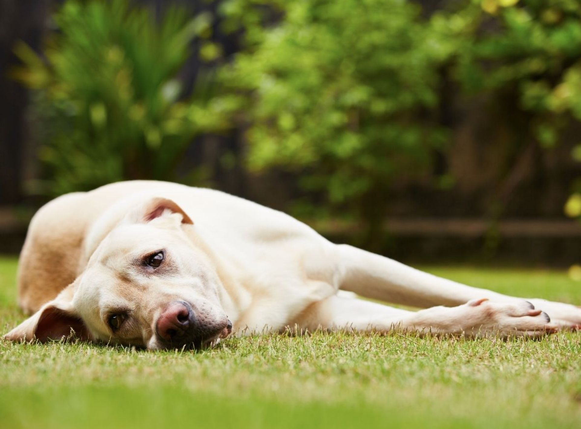 Sinais de ansiedade em cães e como abordá -los Sinais de ansiedade em cães e como abordá -los